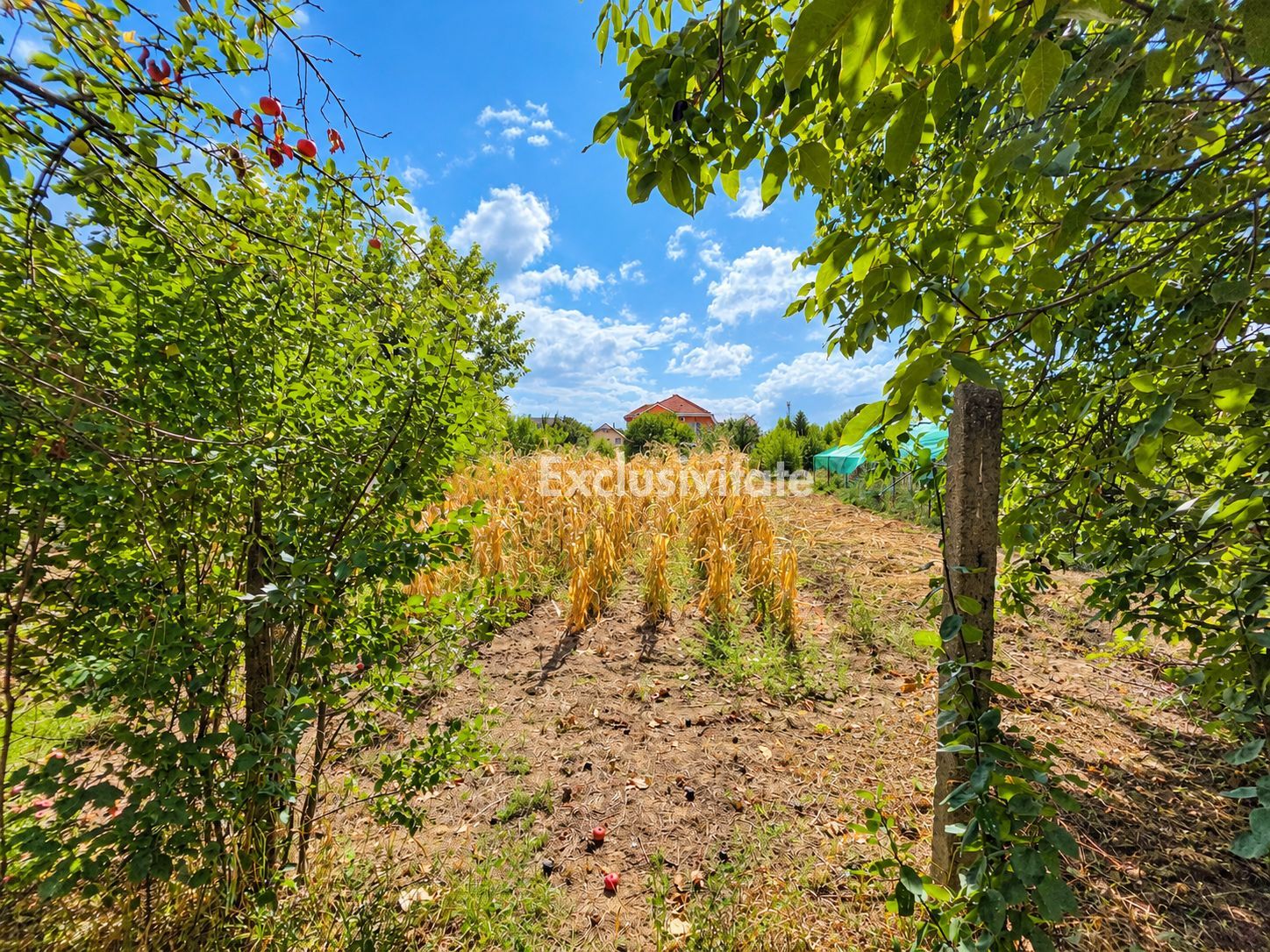 Casă de Vanzare, Str.Bradului,Nr.68,Satu Mare — fotografia 5