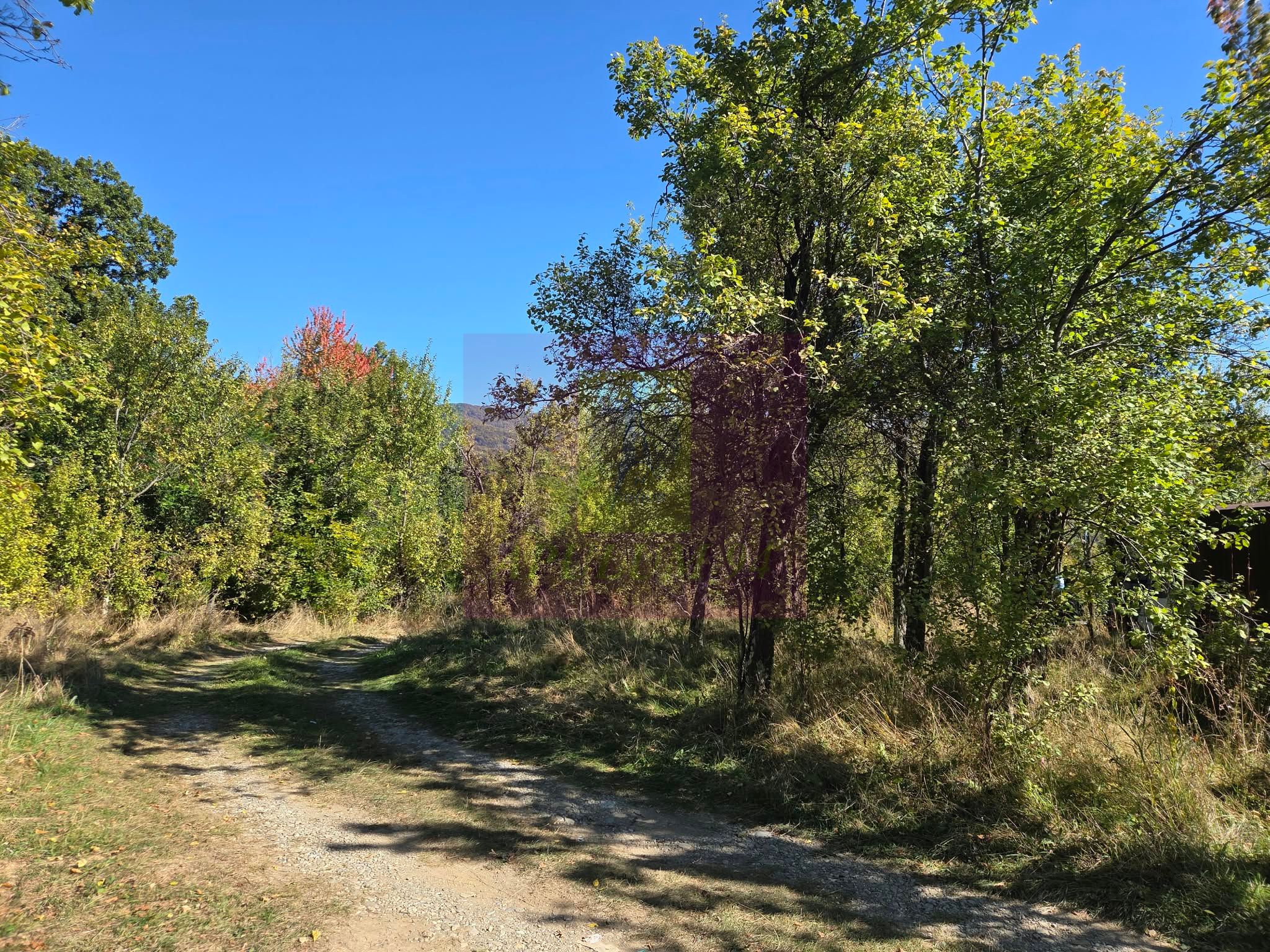Teren extravilan de 10.452 mp de vanzare in Lunca Mare — fotografia 4