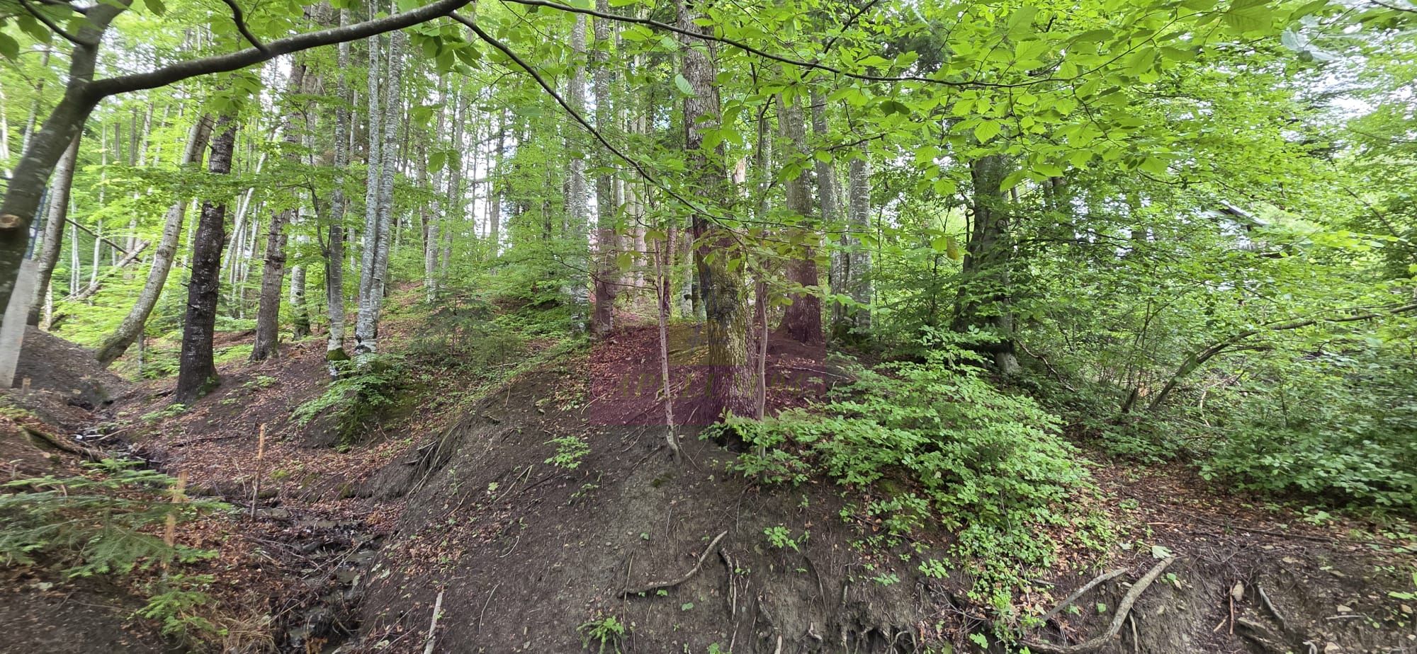 Teren intravilan 720 mp Sinaia — fotografia 4