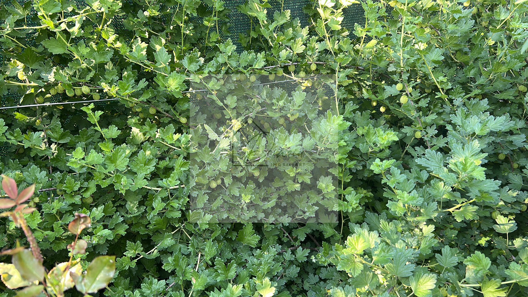 Vila de vanzare in Tunari I Gata de mutat I 4 camere 5 parcari  COM0% — fotografia 46