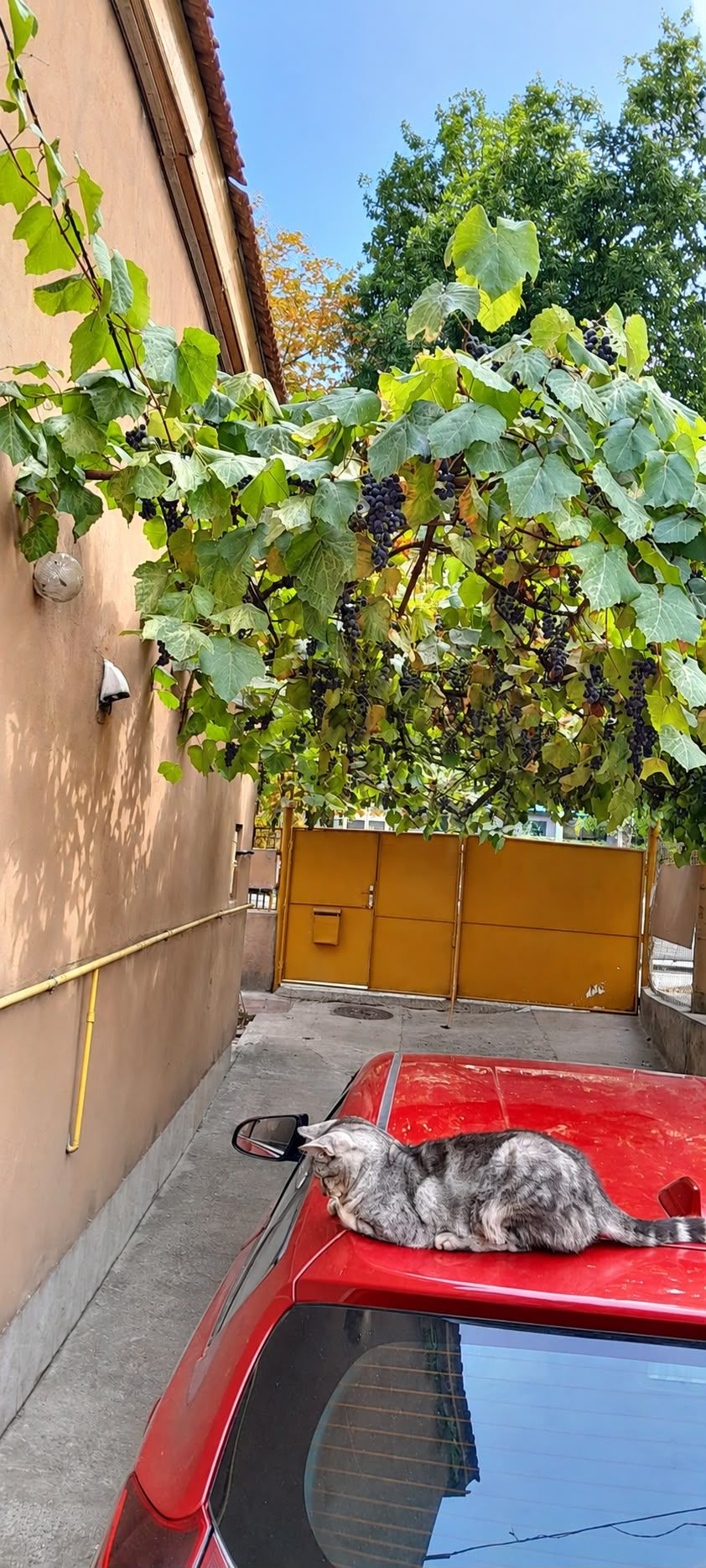 Casa individuala cu 5 camere in zona Dâmbovița din Timișoara — fotografia 11