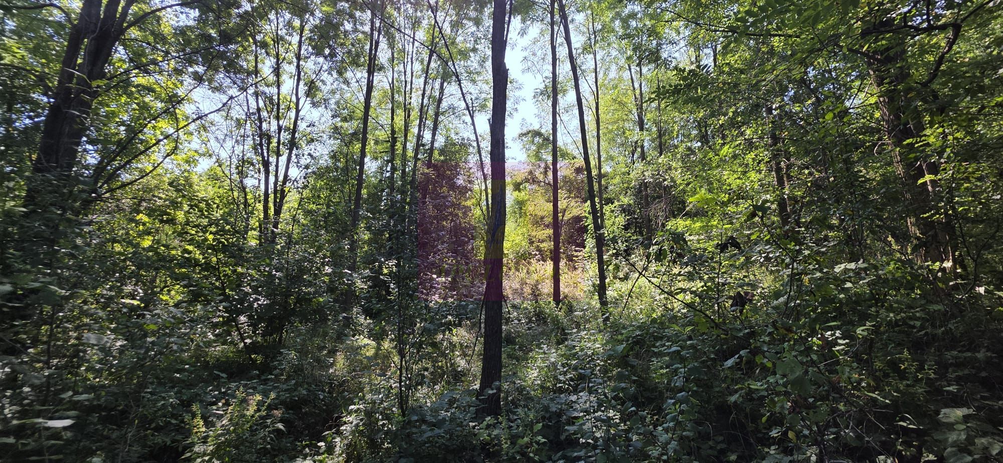 Teren intravilan de vanzare in Lunca Mare (la 10 km de Valea Doftanei) — fotografia 4