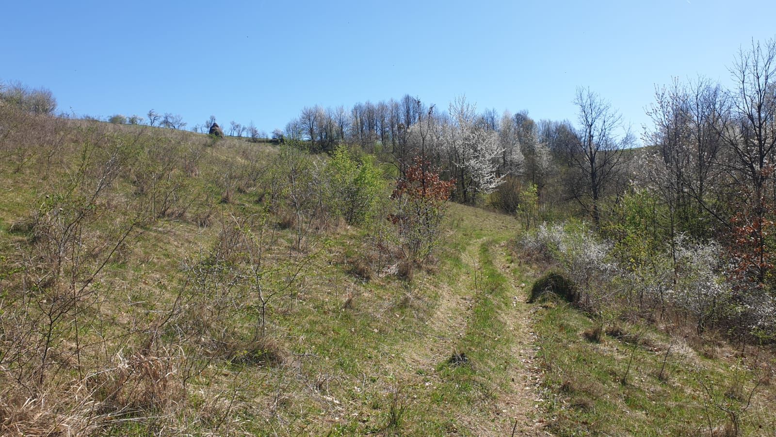 Teren cu panoramă fabuloasă, 10.059 mp, Roșia. 19.000 EUR. Comision 0 — fotografia 3
