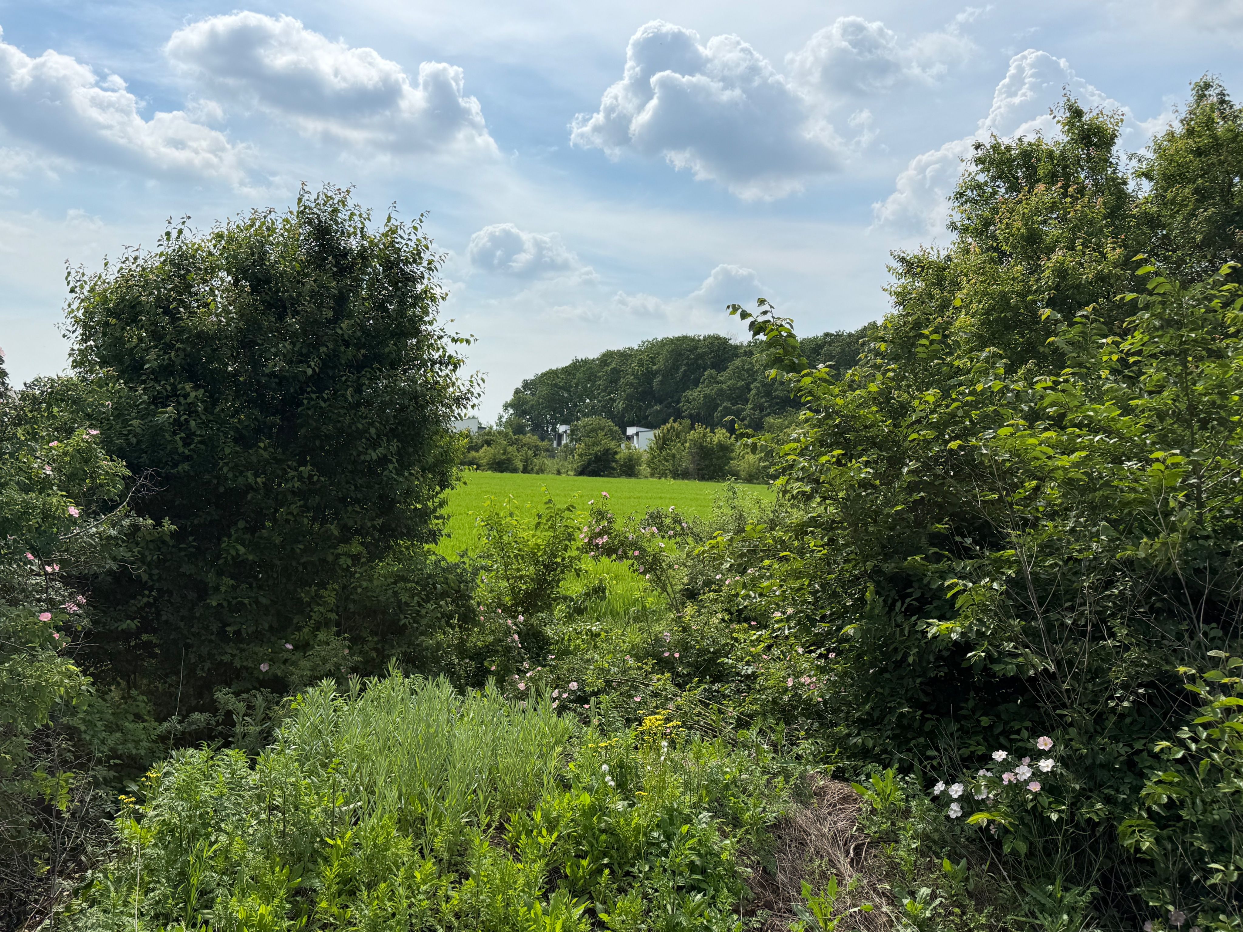 Teren intravilan 498,02 mp langa pădure , strada privata Corbeanca — fotografia 6