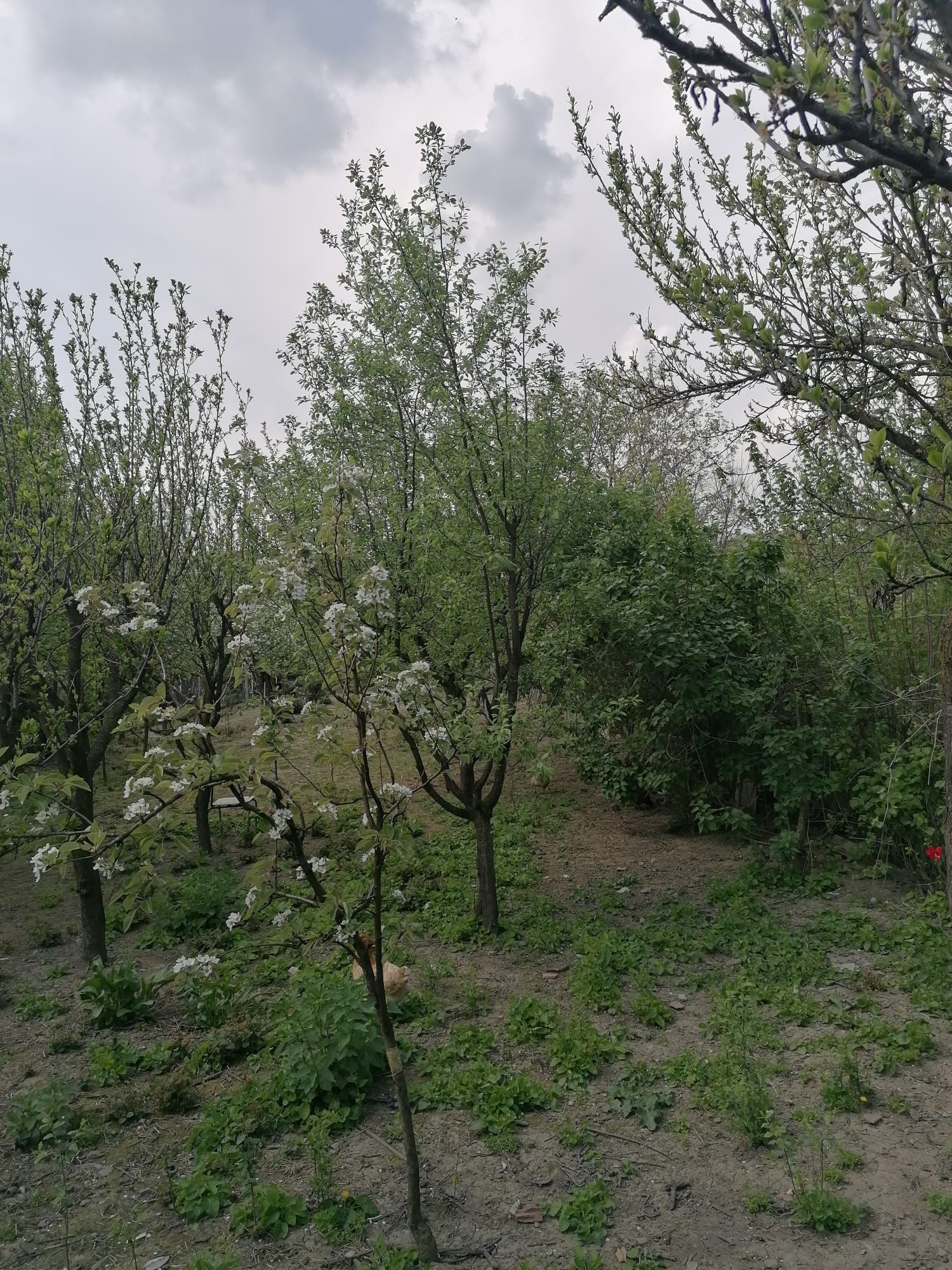 Ag EUROPA vinde casa 6 cam teren 11 ari în zona 14 Mai. — fotografia 3