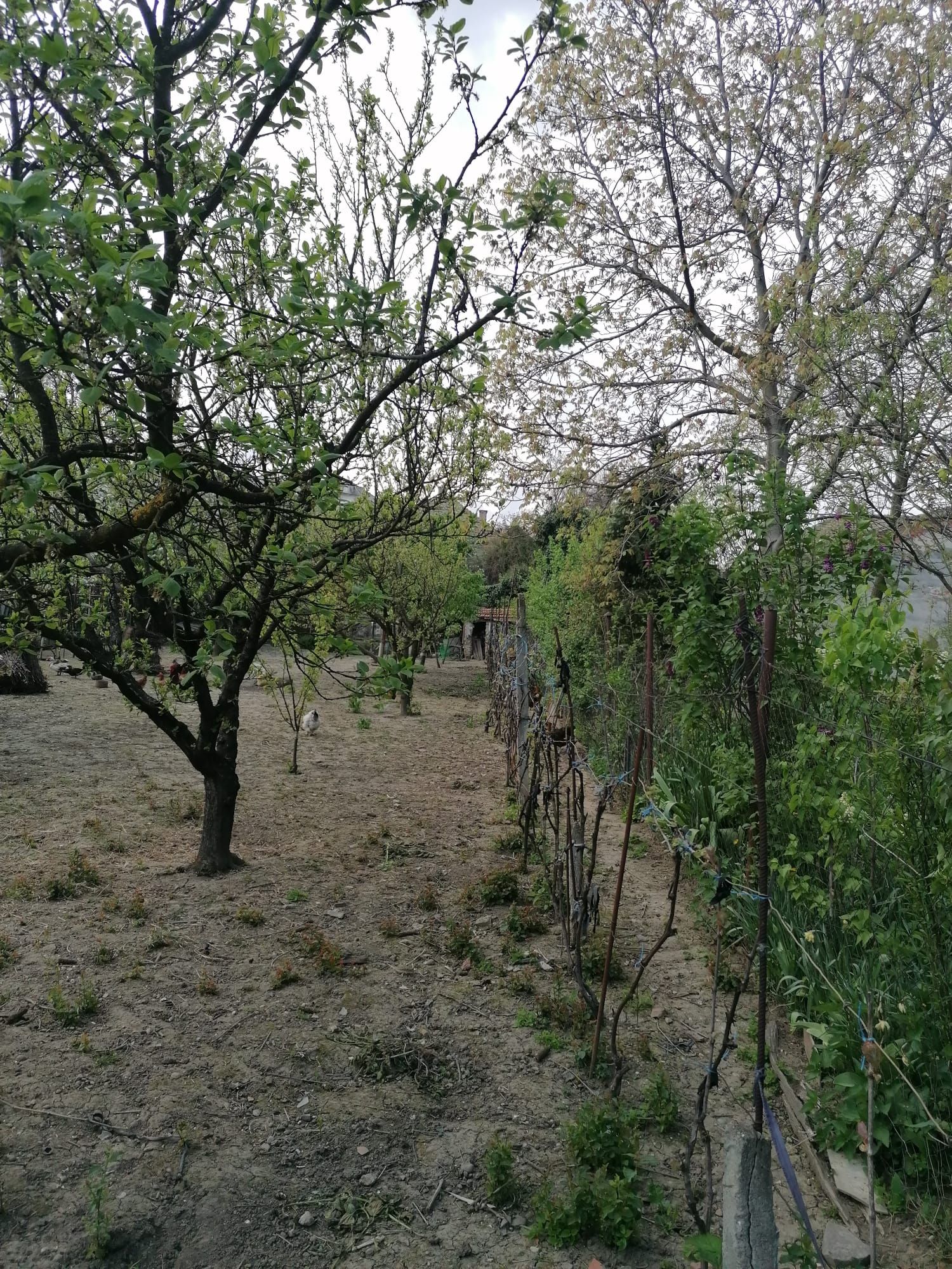 Ag EUROPA vinde casa 6 cam teren 11 ari în zona 14 Mai. — fotografia 5