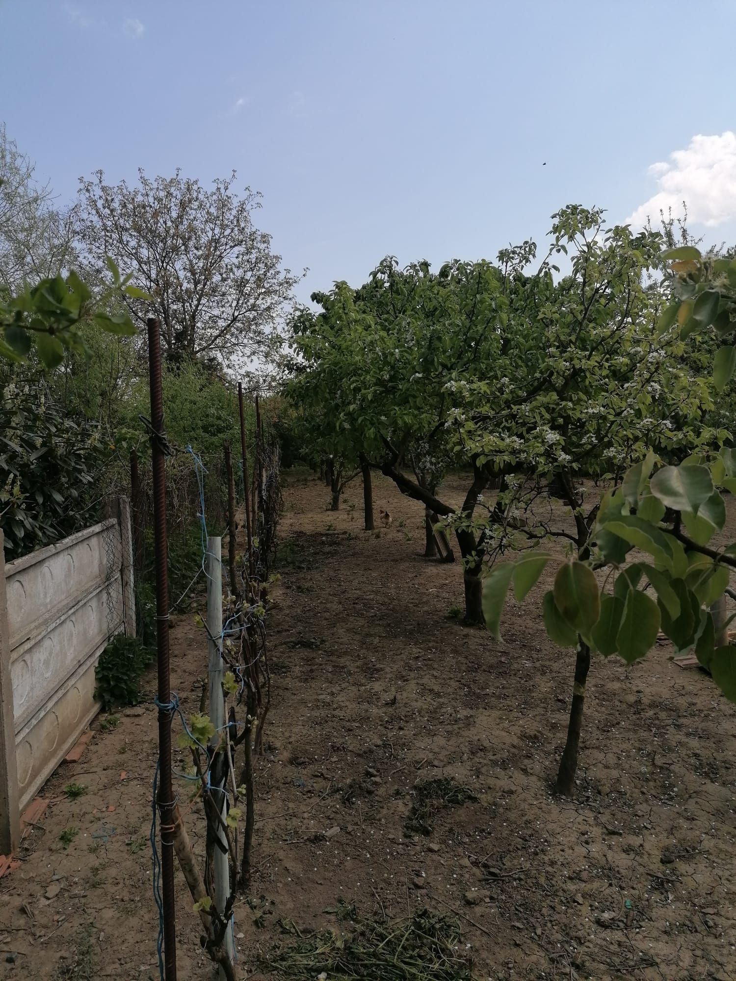 Ag EUROPA vinde casa 6 cam teren 11 ari în zona 14 Mai. — fotografia 6