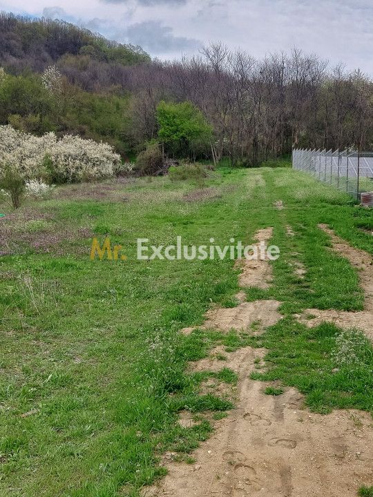 Teren Topoloveni - 3670 mp - langa padure, aproape de Centrul orasului — fotografia 4