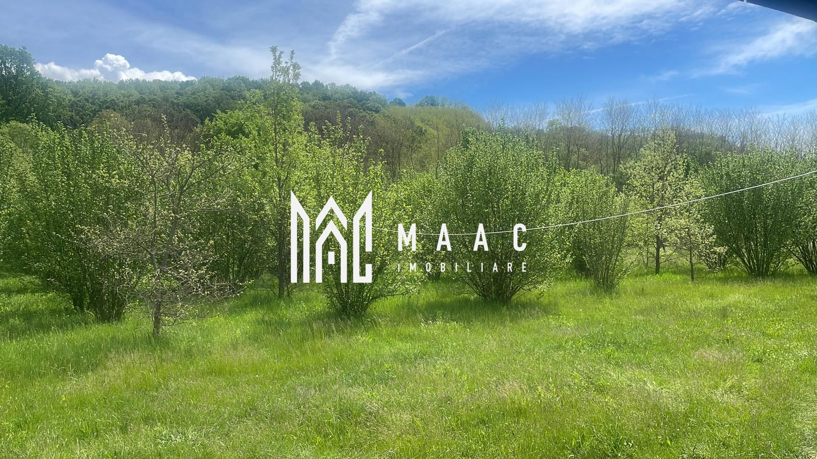 Teren extravilan 61.000 mp | Veseud, Sibiu | plantație aluni, trufe