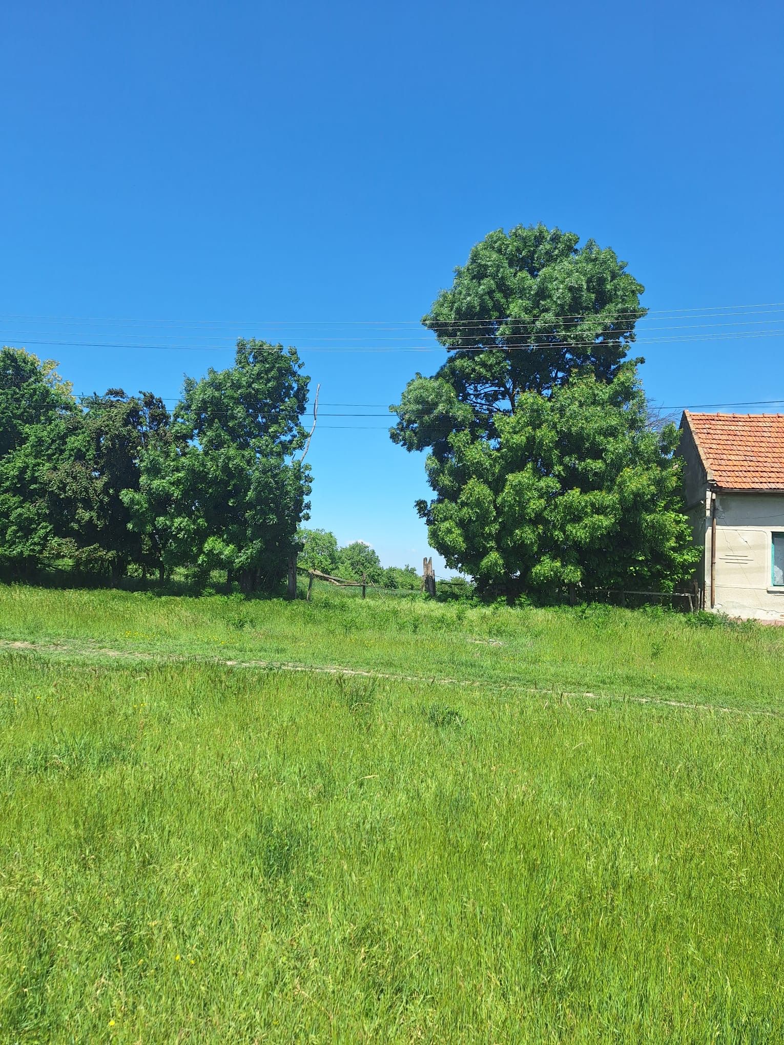 Teren vanzare-8000 m2-Cheveresu Mare -100 m front stradal — fotografia 4