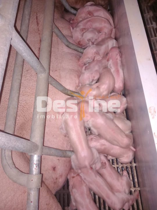 AFACERE LA CHEIE FERMA DE PORCI