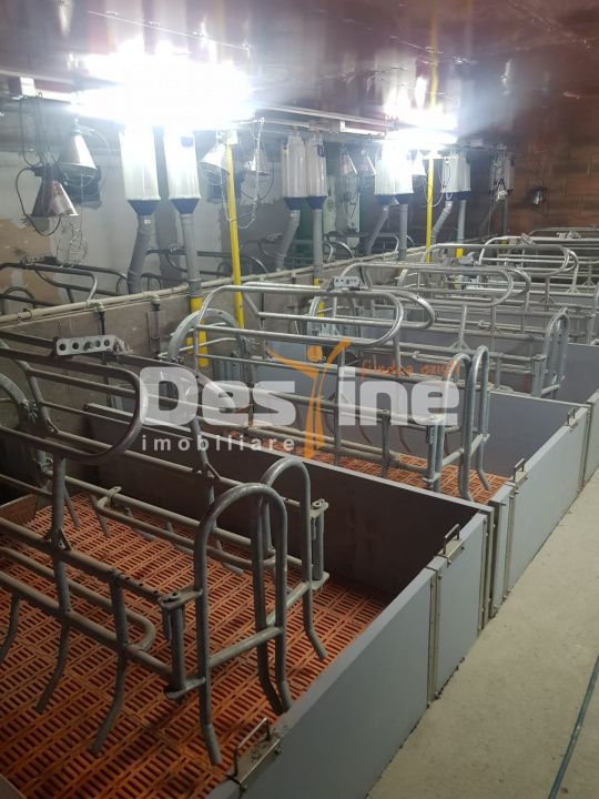 AFACERE LA CHEIE FERMA DE PORCI — fotografia 6