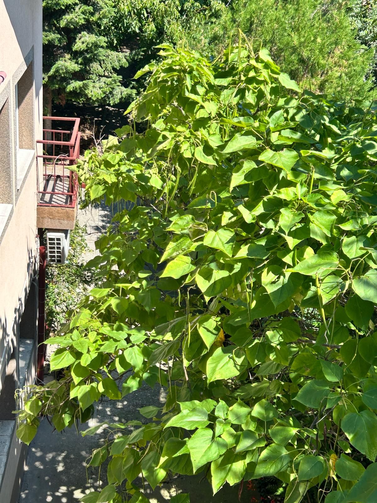 Casă individuală Buftea, 3.162 mp teren, ieșire spre lac — fotografia 31