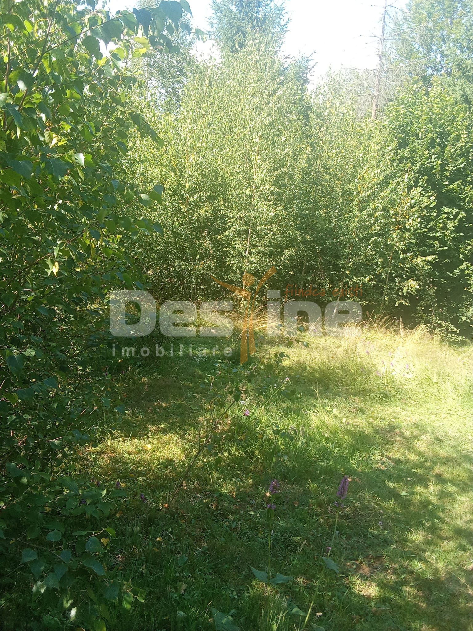 Teren de vânzare – Moisei, Maramureș — fotografia 6