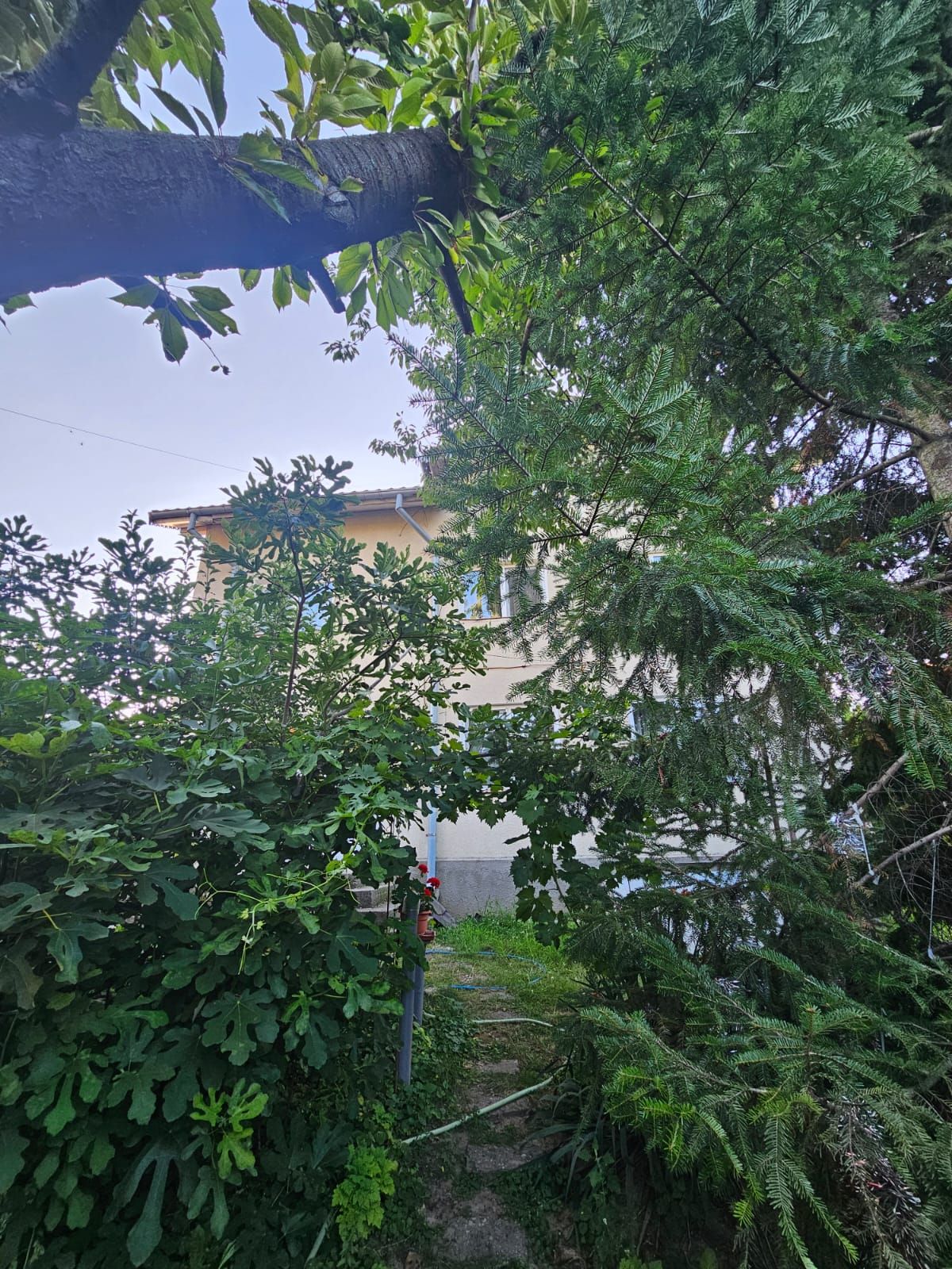 Anunț 3239443 — fotografia 4
