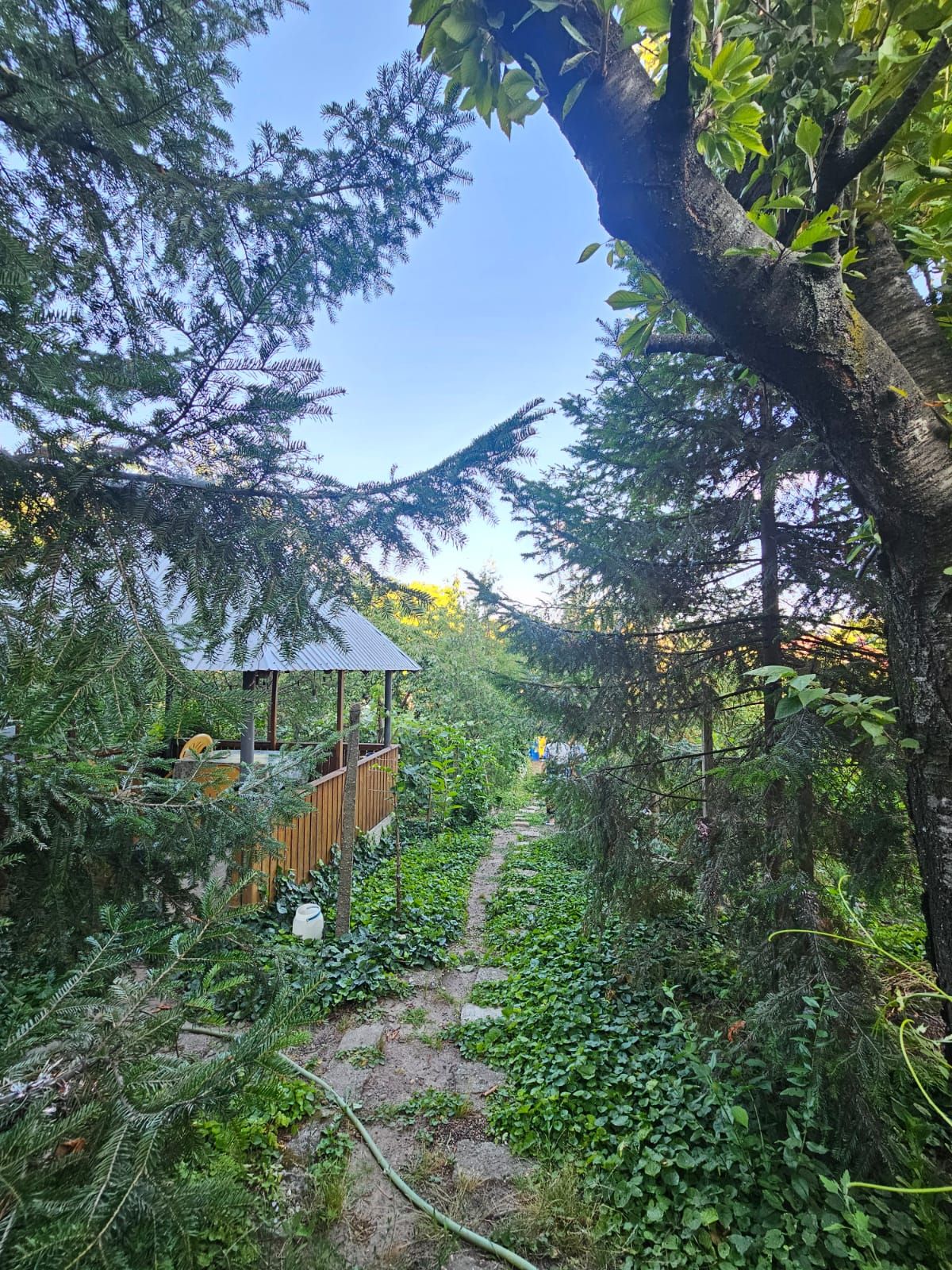 Anunț 3239443 — fotografia 6
