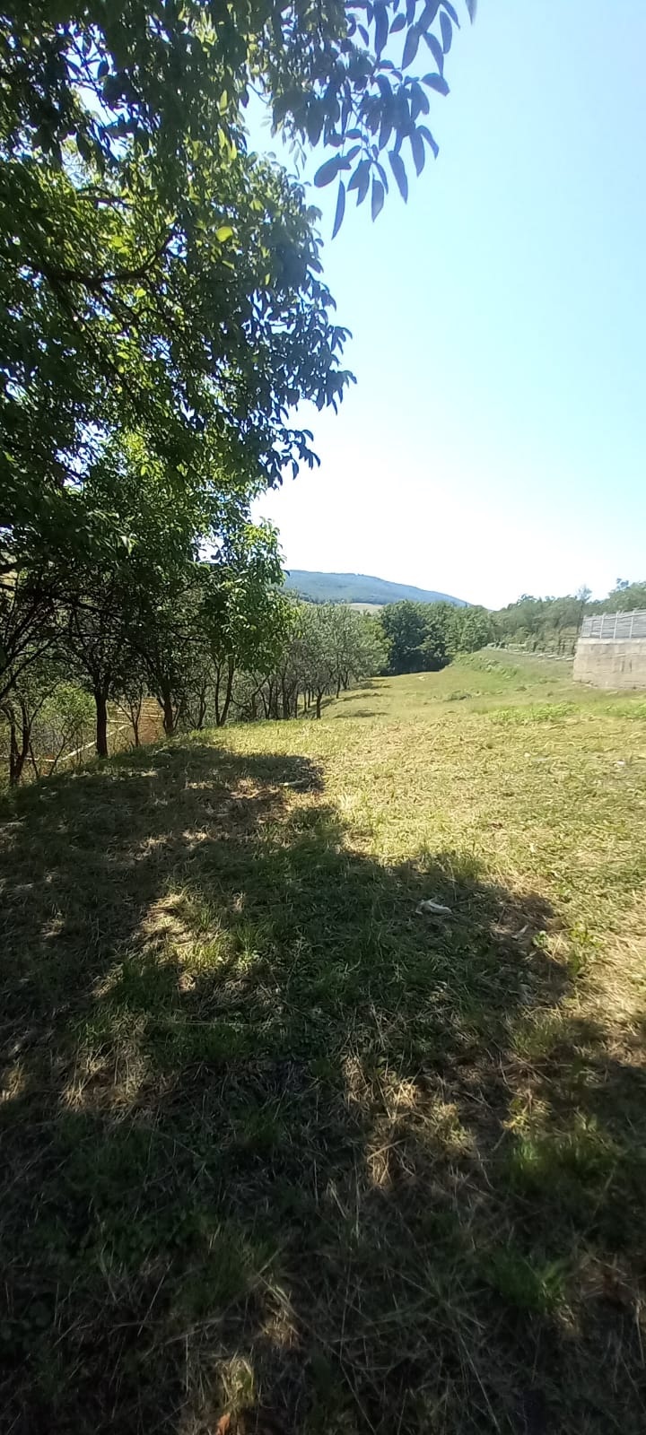 De vânzare loc de casă în Ortelec – 1.400 mp, toate utilitățile — fotografia 4