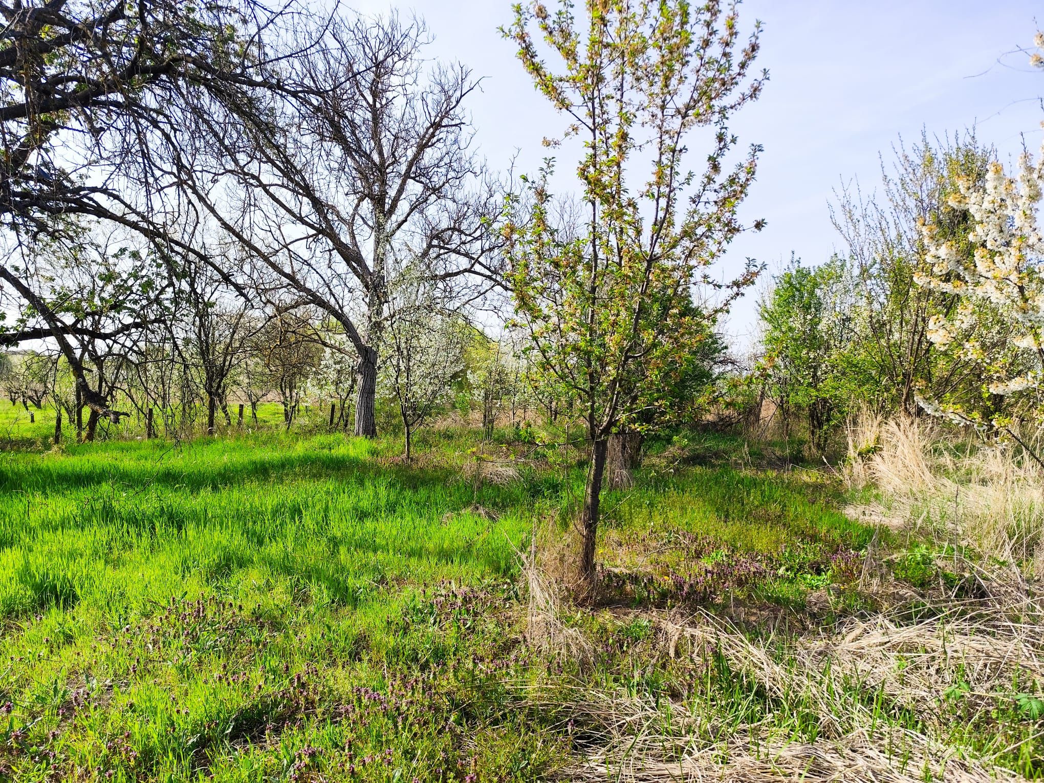Casa la tara, gaz, acces auto, teren 4122 mp – Petid, Bihor – VANZARE — fotografia 15