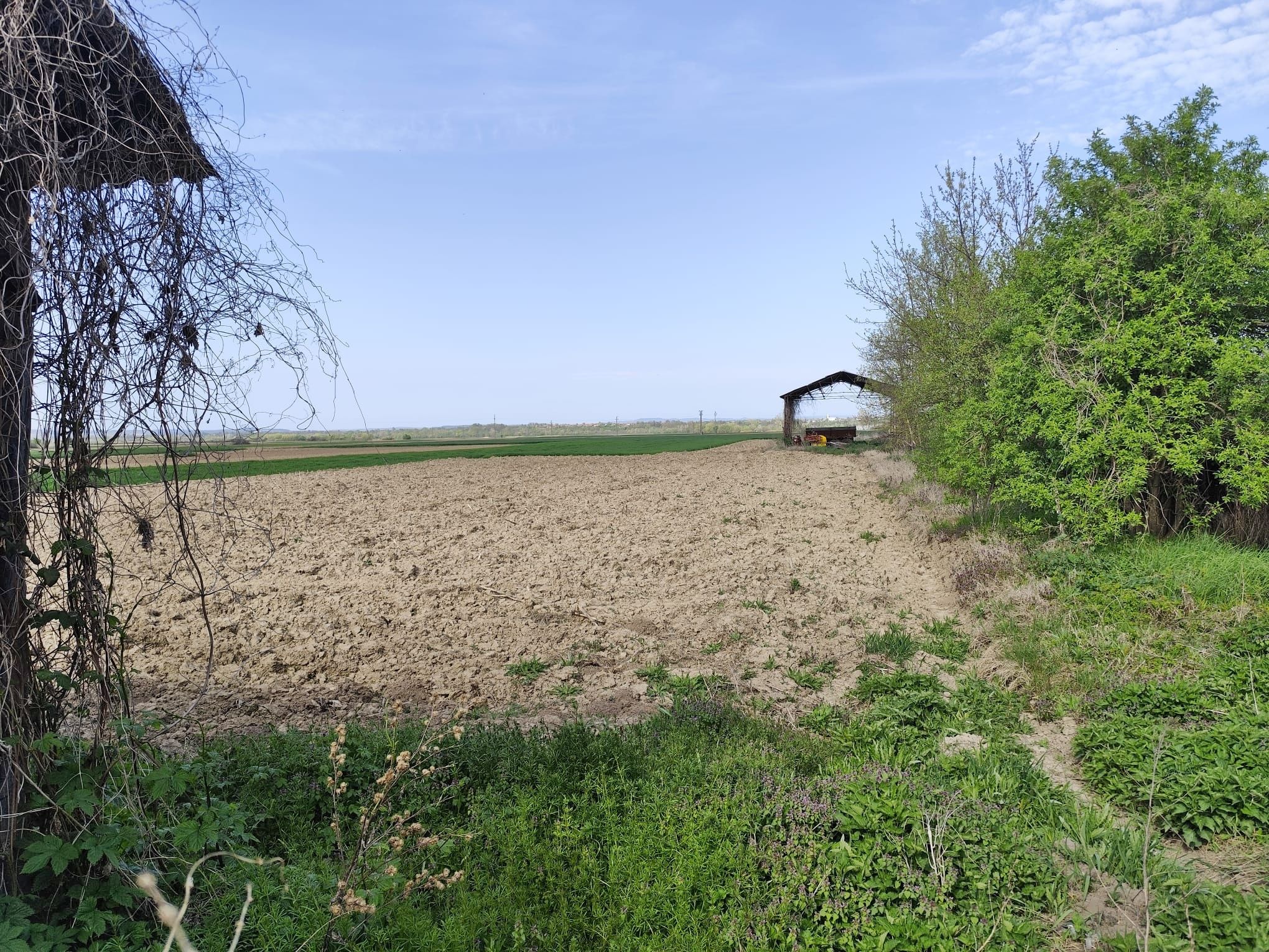 Casa la tara, gaz, acces auto, teren 4122 mp – Petid, Bihor – VANZARE — fotografia 16