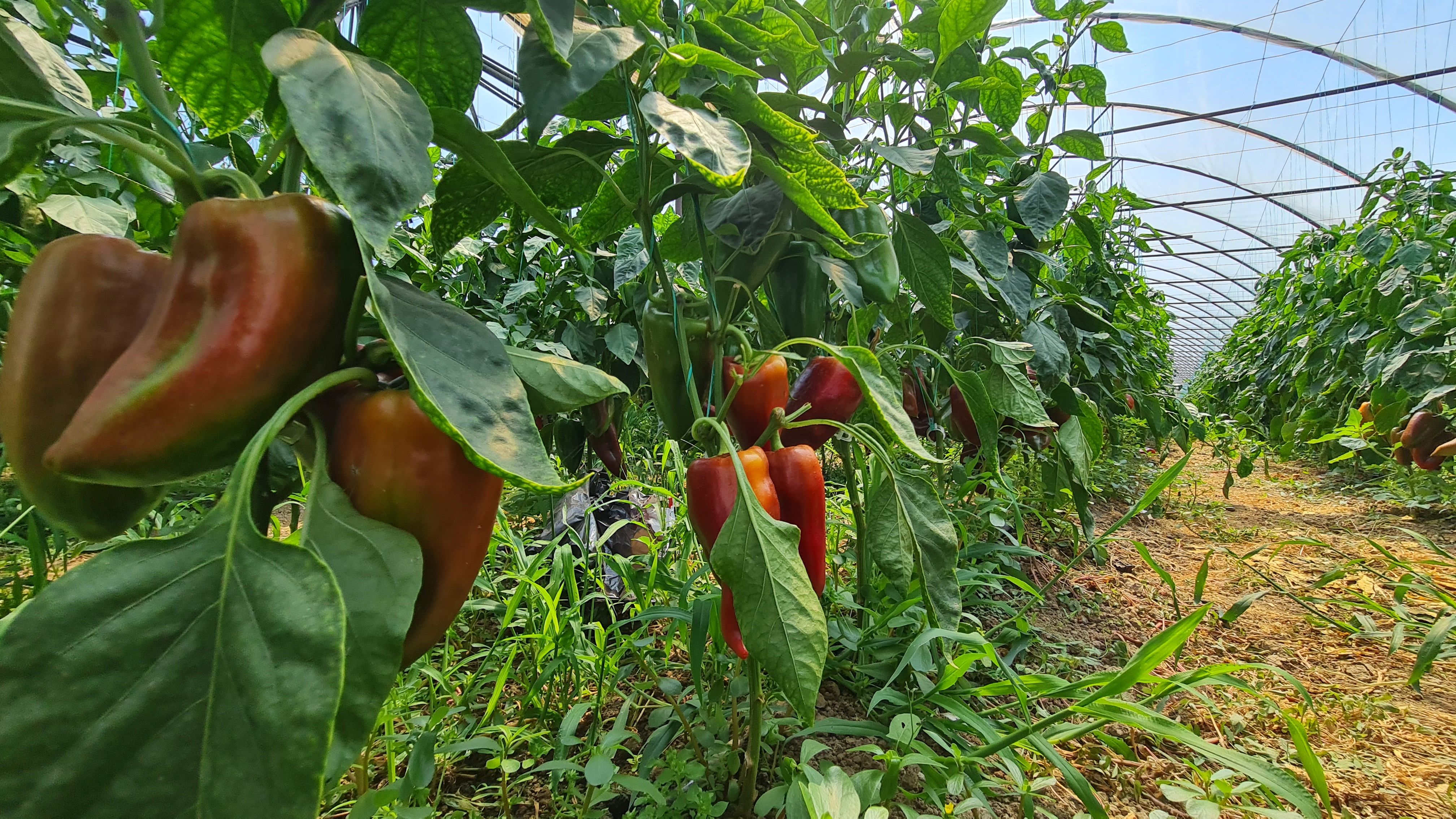 Investitie sigura! Vanzare ferma de legume care merge in plin! — fotografia 3