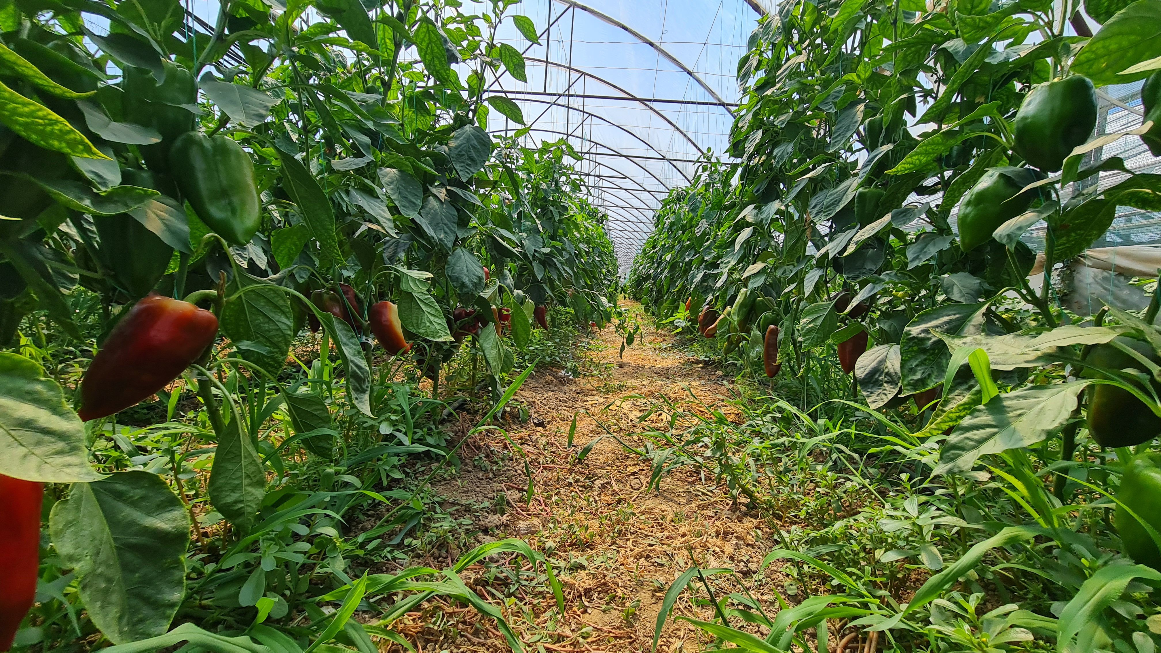 Investitie sigura! Vanzare ferma de legume care merge in plin! — fotografia 4
