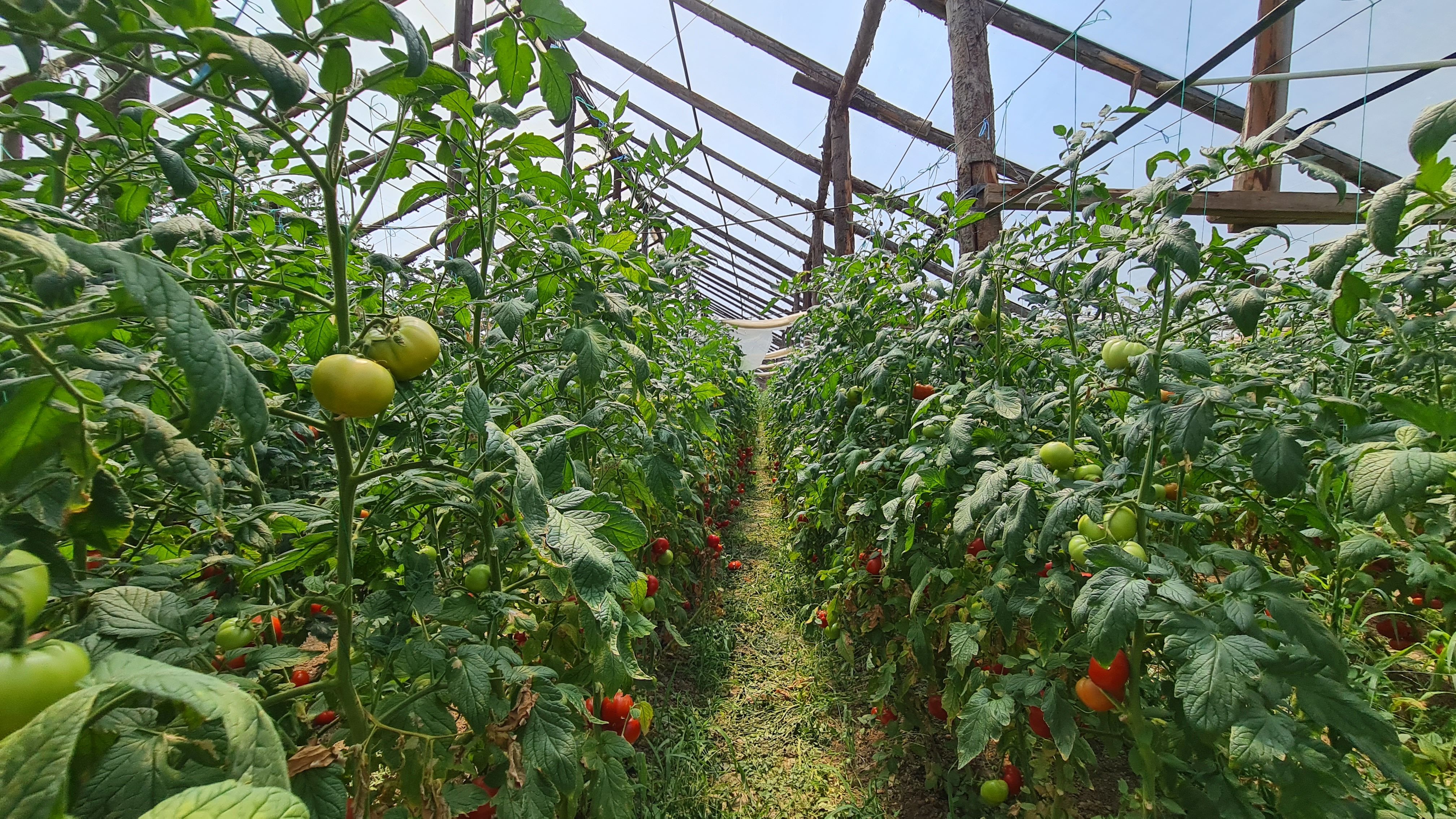 Investitie sigura! Vanzare ferma de legume care merge in plin! — fotografia 5