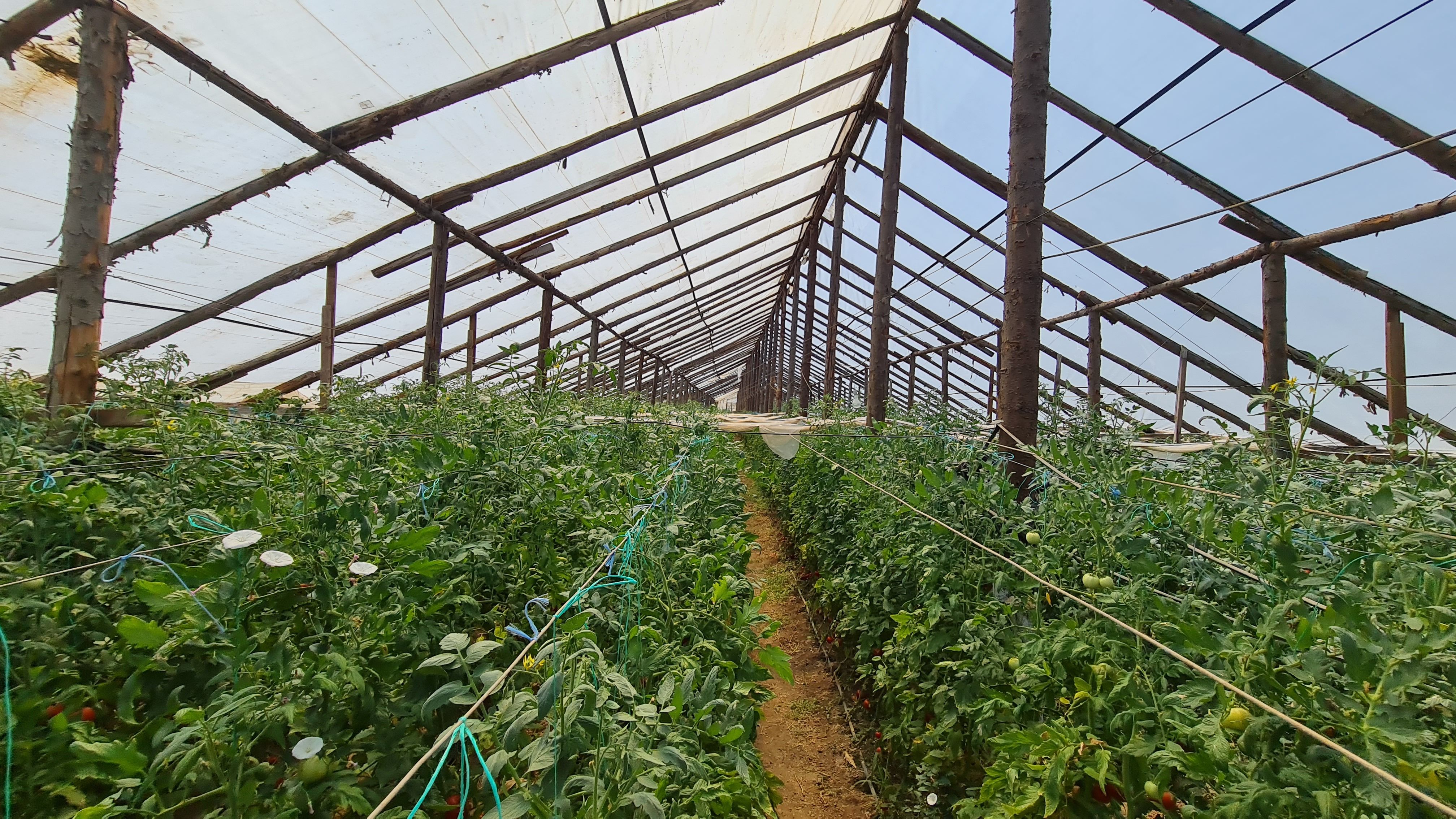 Investitie sigura! Vanzare ferma de legume care merge in plin! — fotografia 6