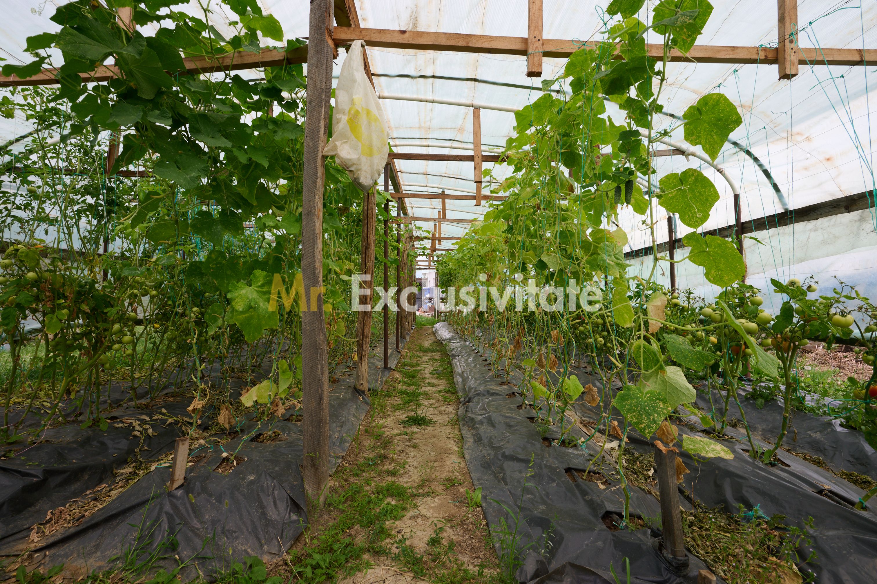 Casă cu teren generos – Vedea-Arges — fotografia 32
