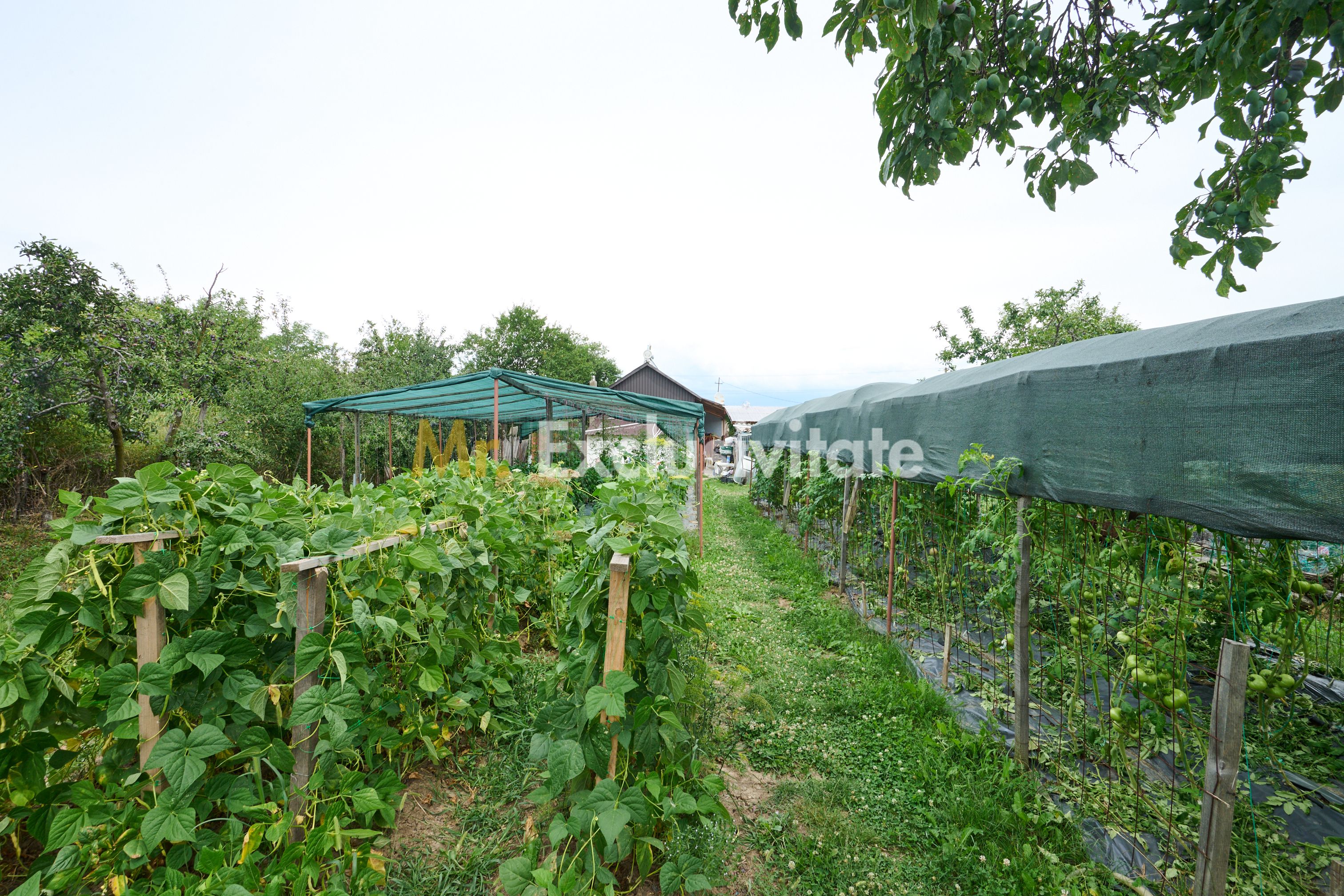 Casă cu teren generos – Vedea-Arges — fotografia 34