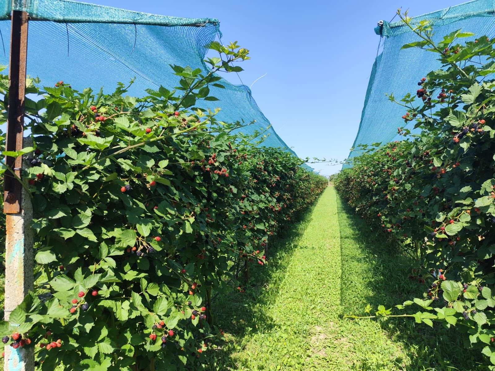 Plantatie de Muri Baicoi 10.000 mp Afacere la cheie! — fotografia 11