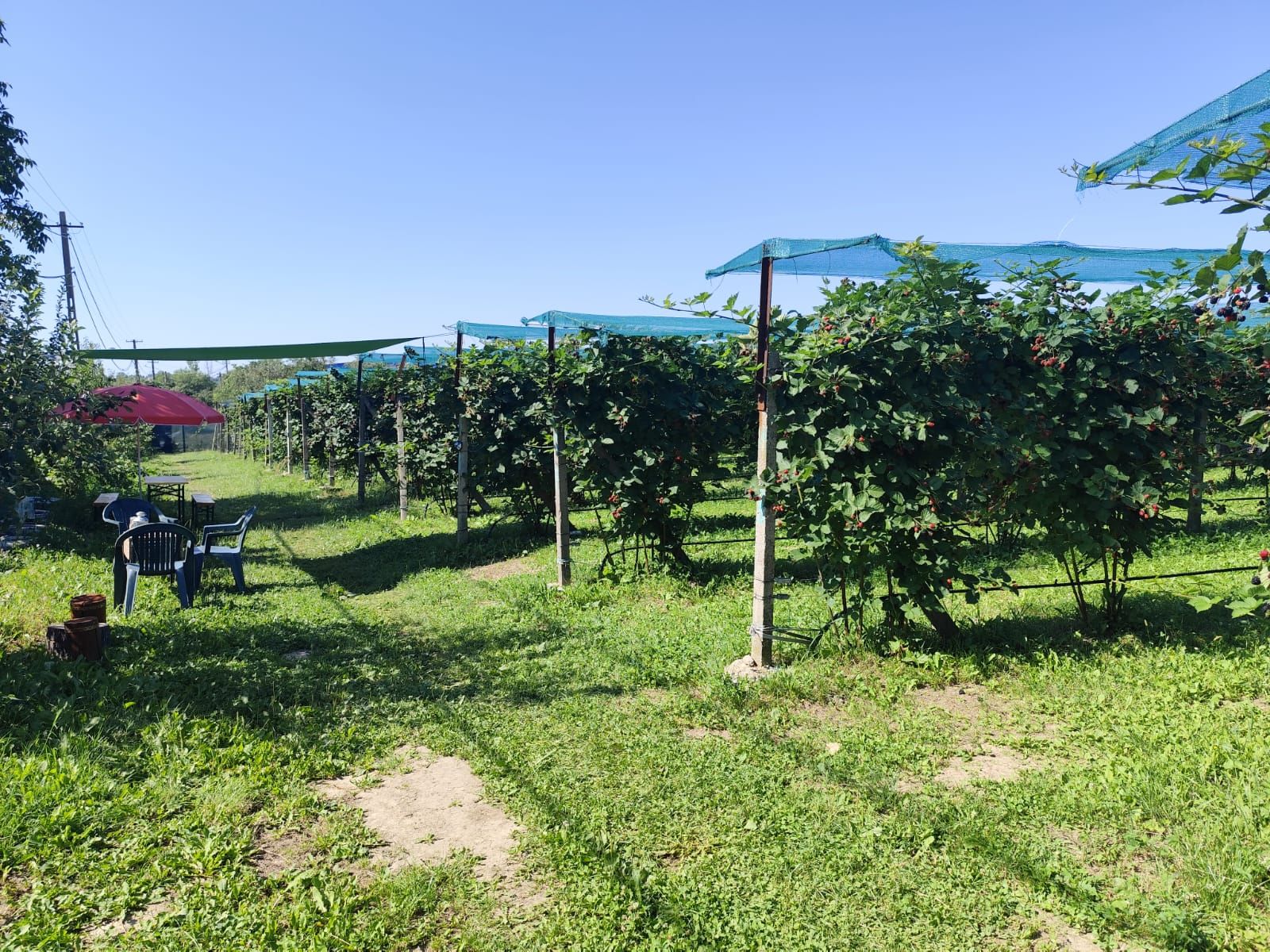 Plantatie de Muri Baicoi 10.000 mp Afacere la cheie! — fotografia 12
