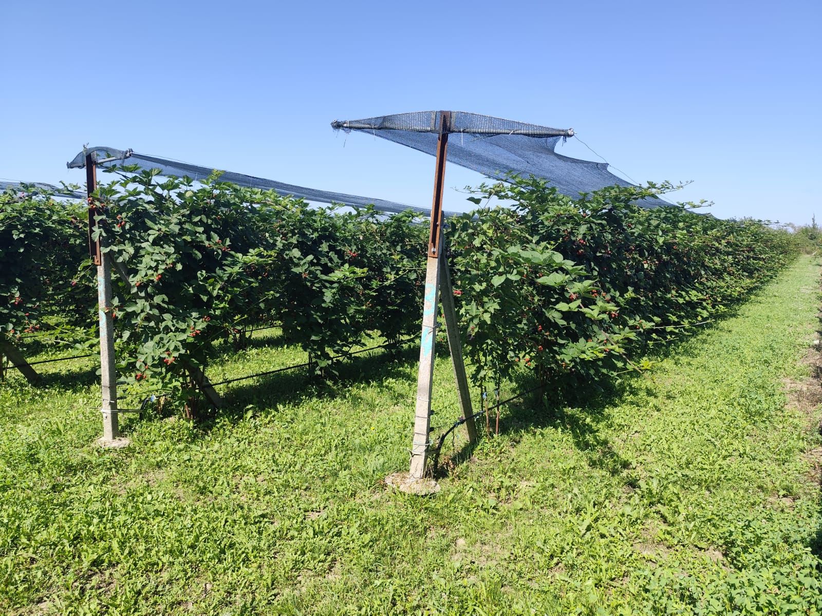 Plantatie de Muri Baicoi 10.000 mp Afacere la cheie! — fotografia 13