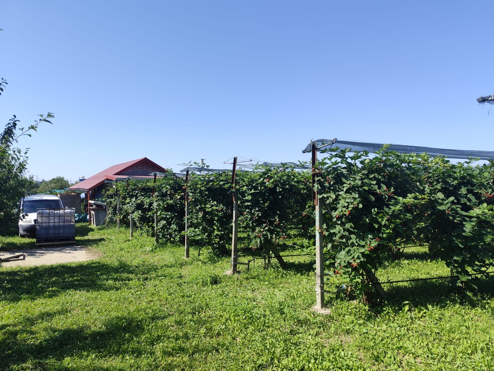 Plantatie de Muri Baicoi 10.000 mp Afacere la cheie! — fotografia 14