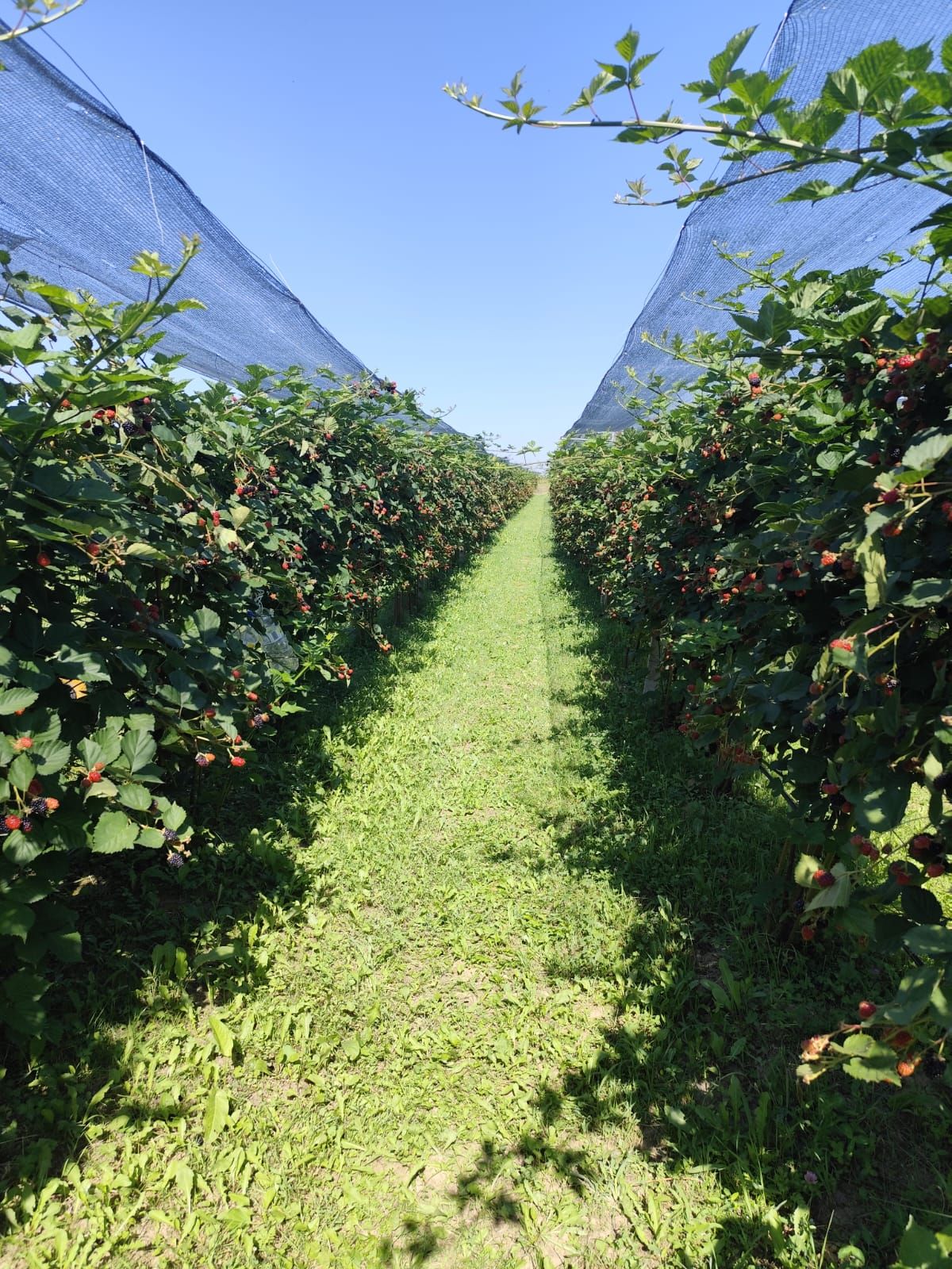Plantatie de Muri Baicoi 10.000 mp Afacere la cheie! — fotografia 15