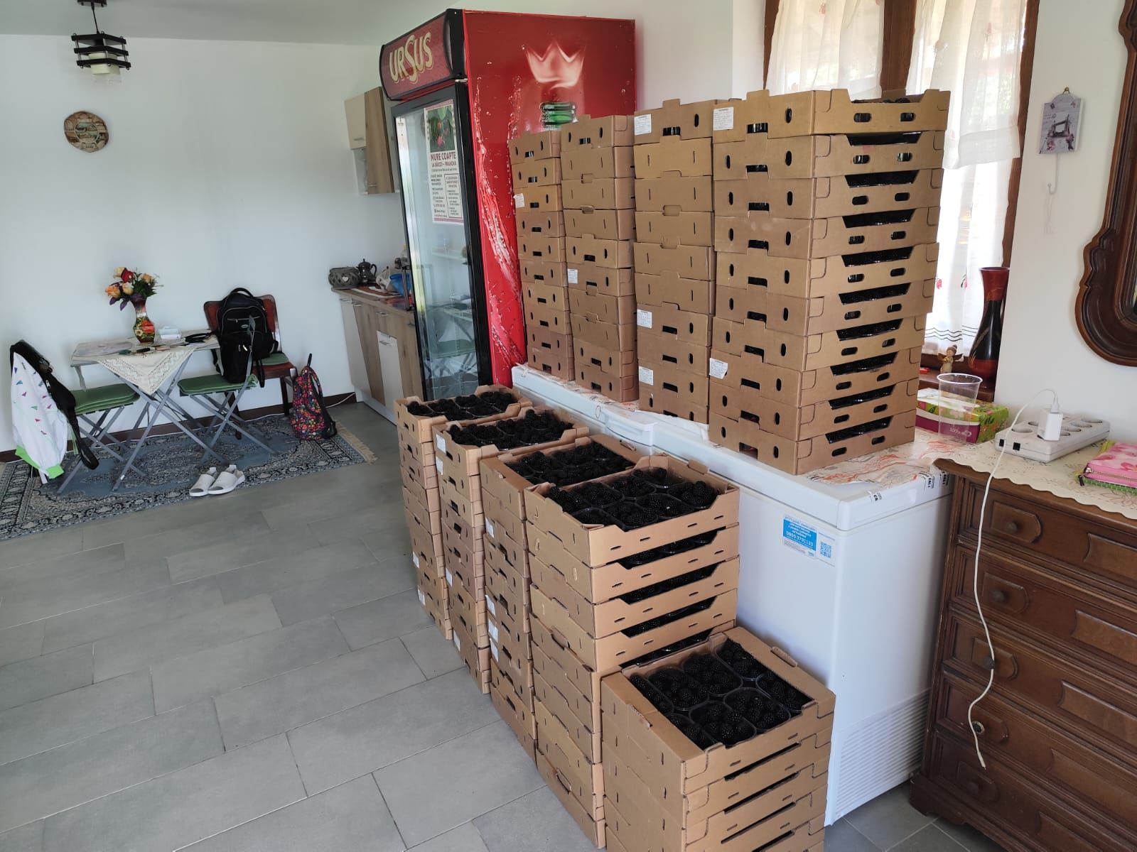 Plantatie de Muri Baicoi 10.000 mp Afacere la cheie! — fotografia 5