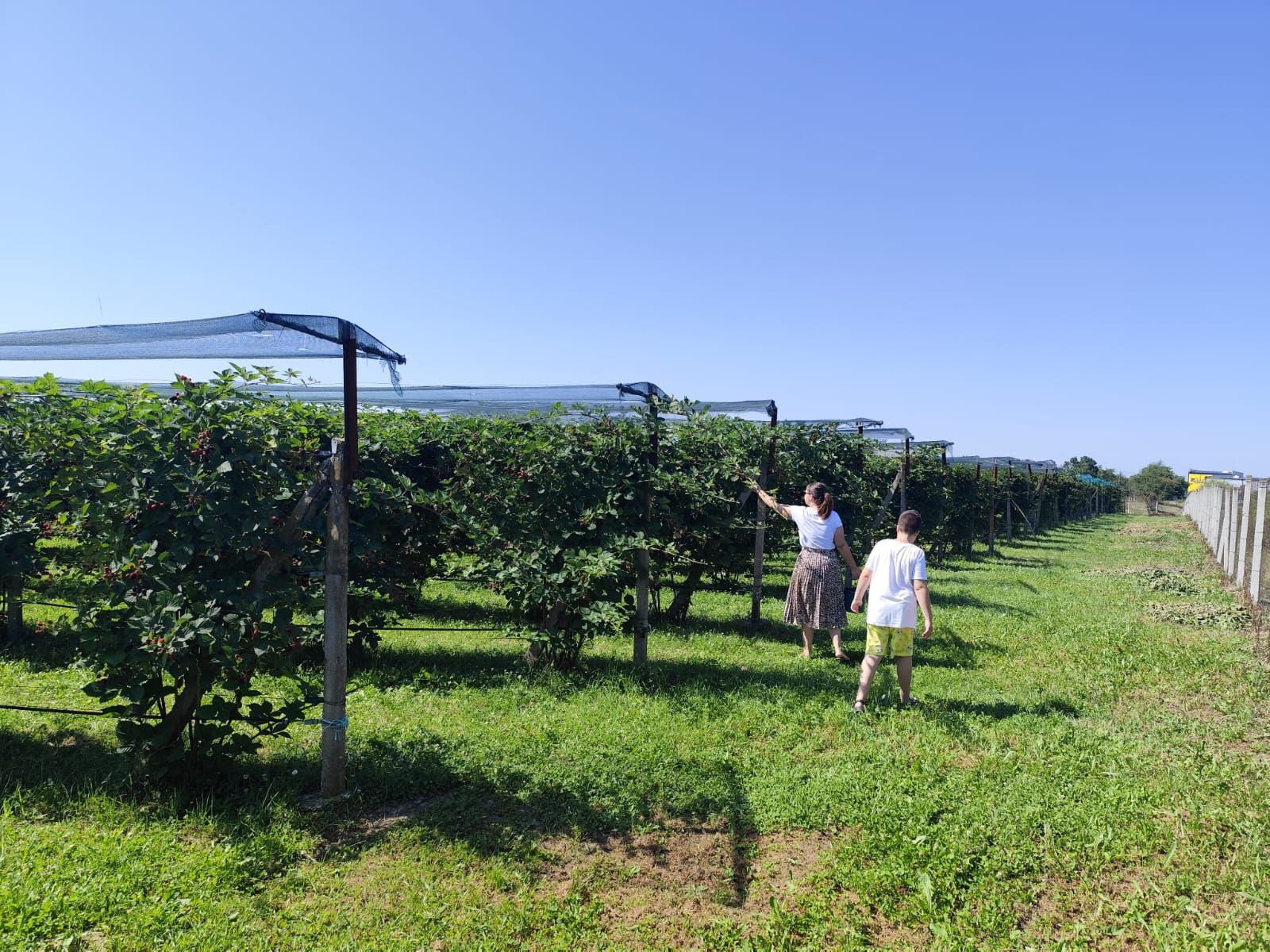 Plantatie de Muri Baicoi 10.000 mp Afacere la cheie! — fotografia 7