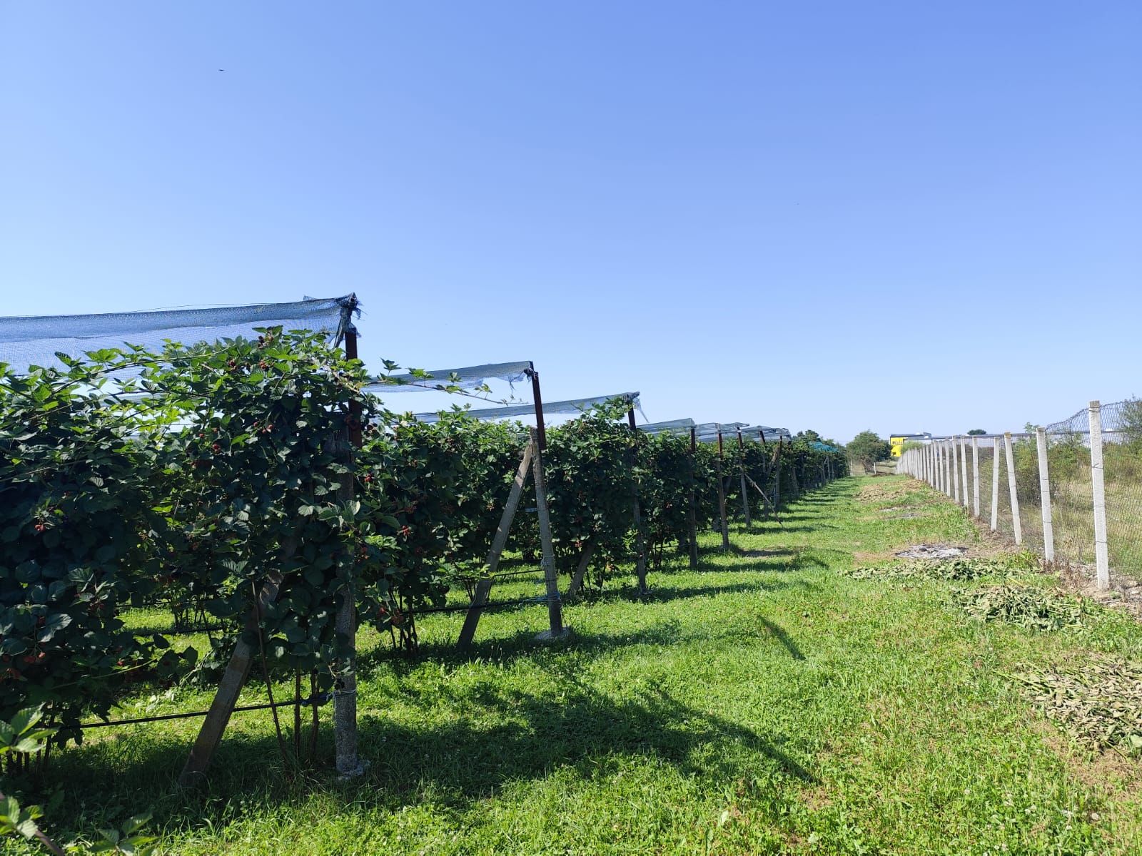 Plantatie de Muri Baicoi 10.000 mp Afacere la cheie! — fotografia 8