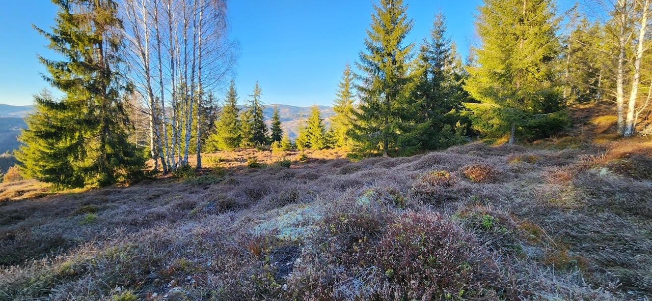 Teren intravilan 3.120 mp in Sohodol, Albac - Muntii Apuseni — fotografia 3