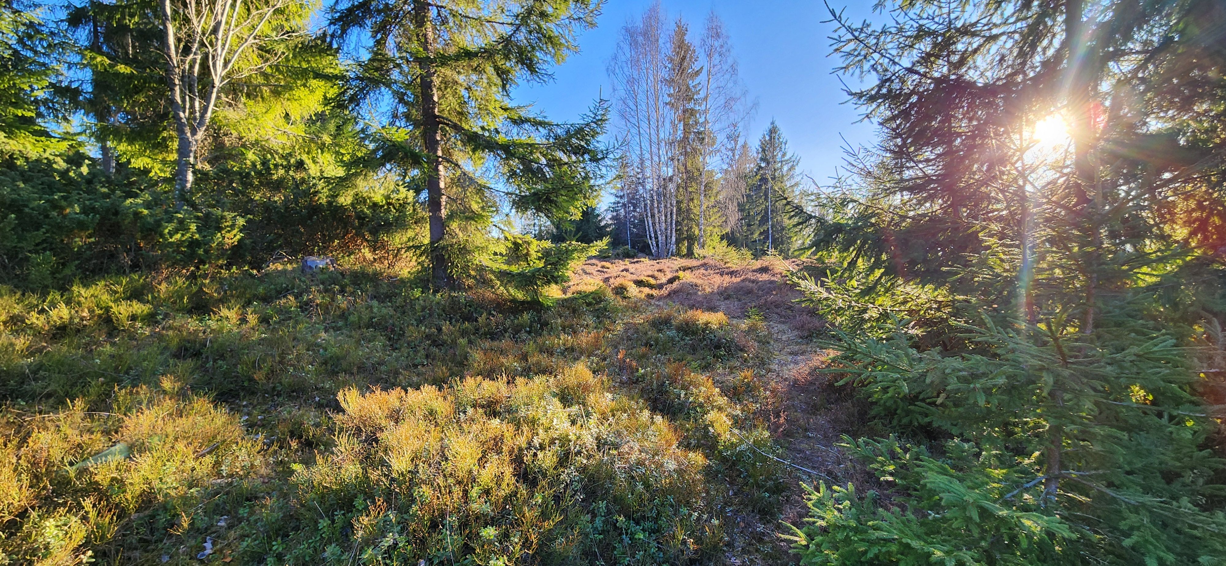 Teren intravilan 3.120 mp in Sohodol, Albac - Muntii Apuseni — fotografia 6