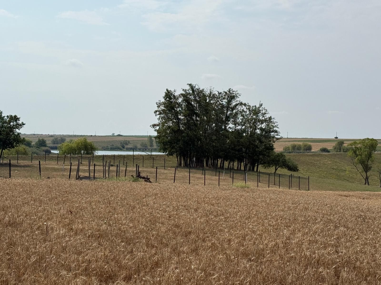 Teren intravilan Miersig, vedere la lac. 12,5 E/mp neg. Comision 0 — fotografia 6