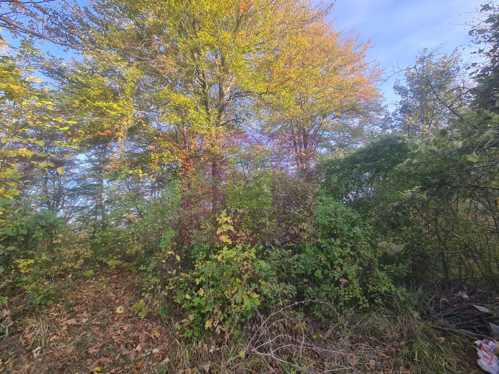 Teren intravilan de vanzare in Telega — fotografia 3