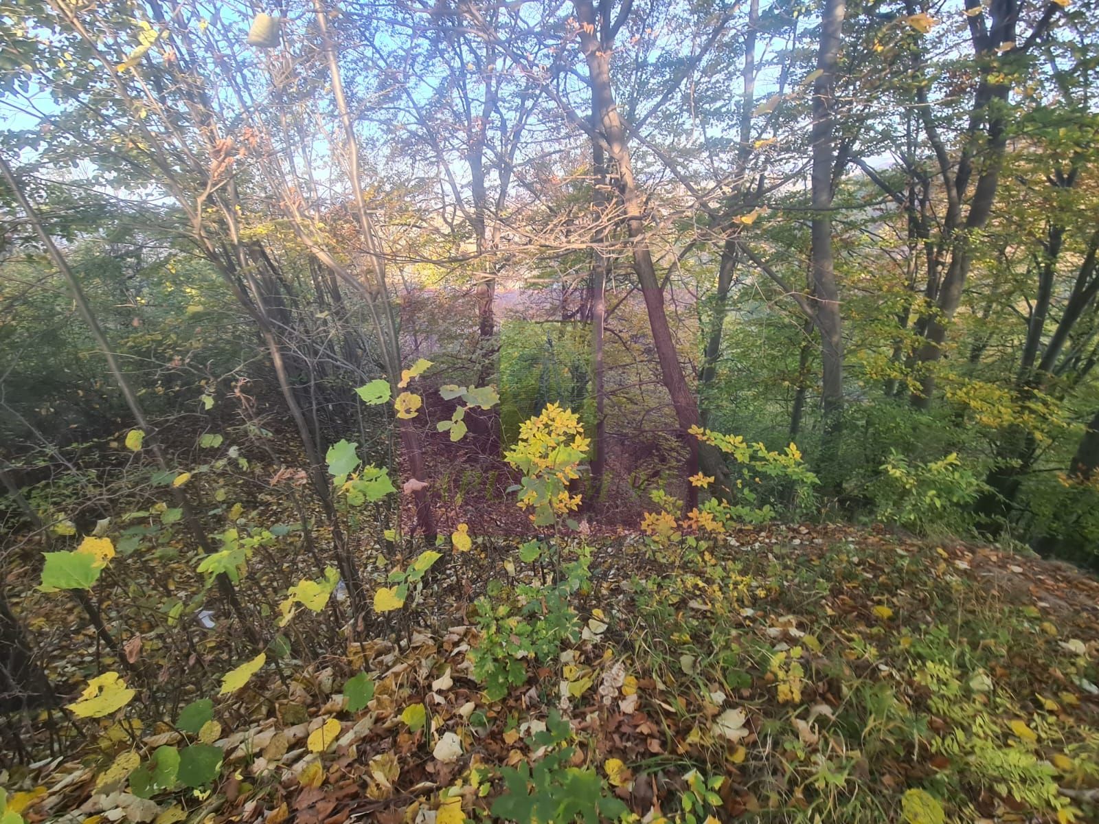 Teren intravilan de vanzare in Telega — fotografia 4