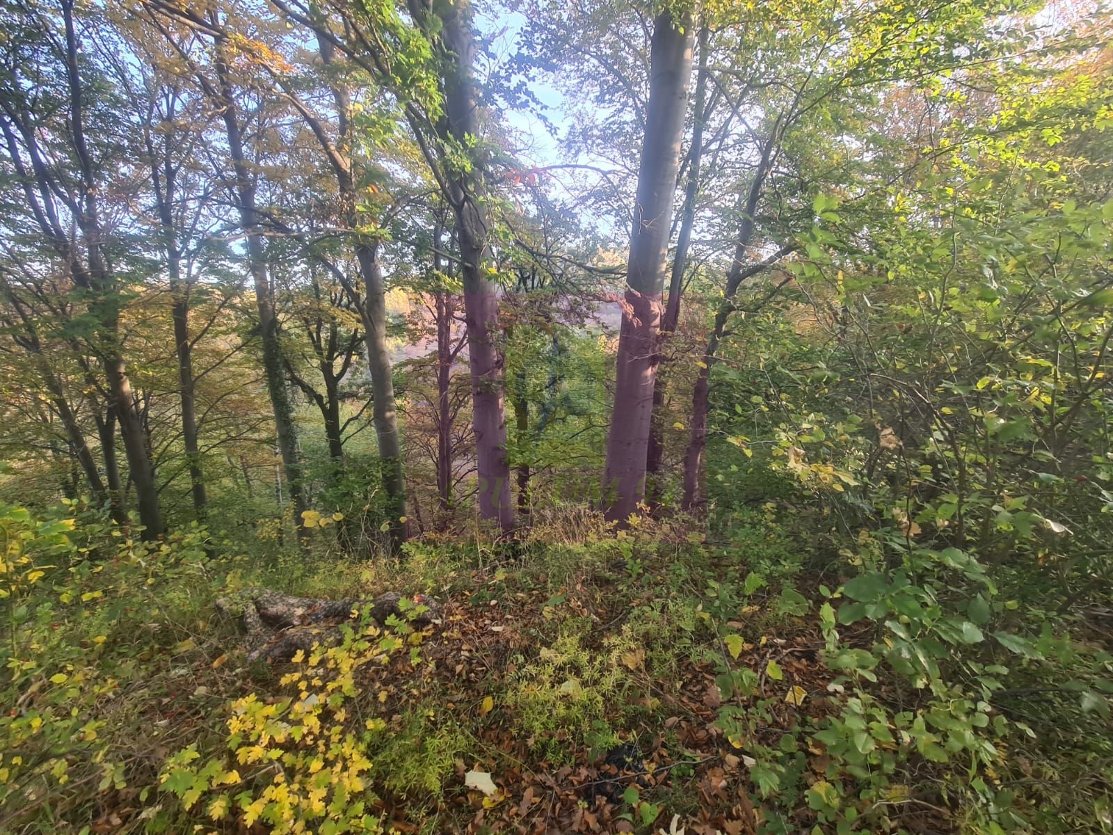 Teren intravilan de vanzare in Telega — fotografia 5