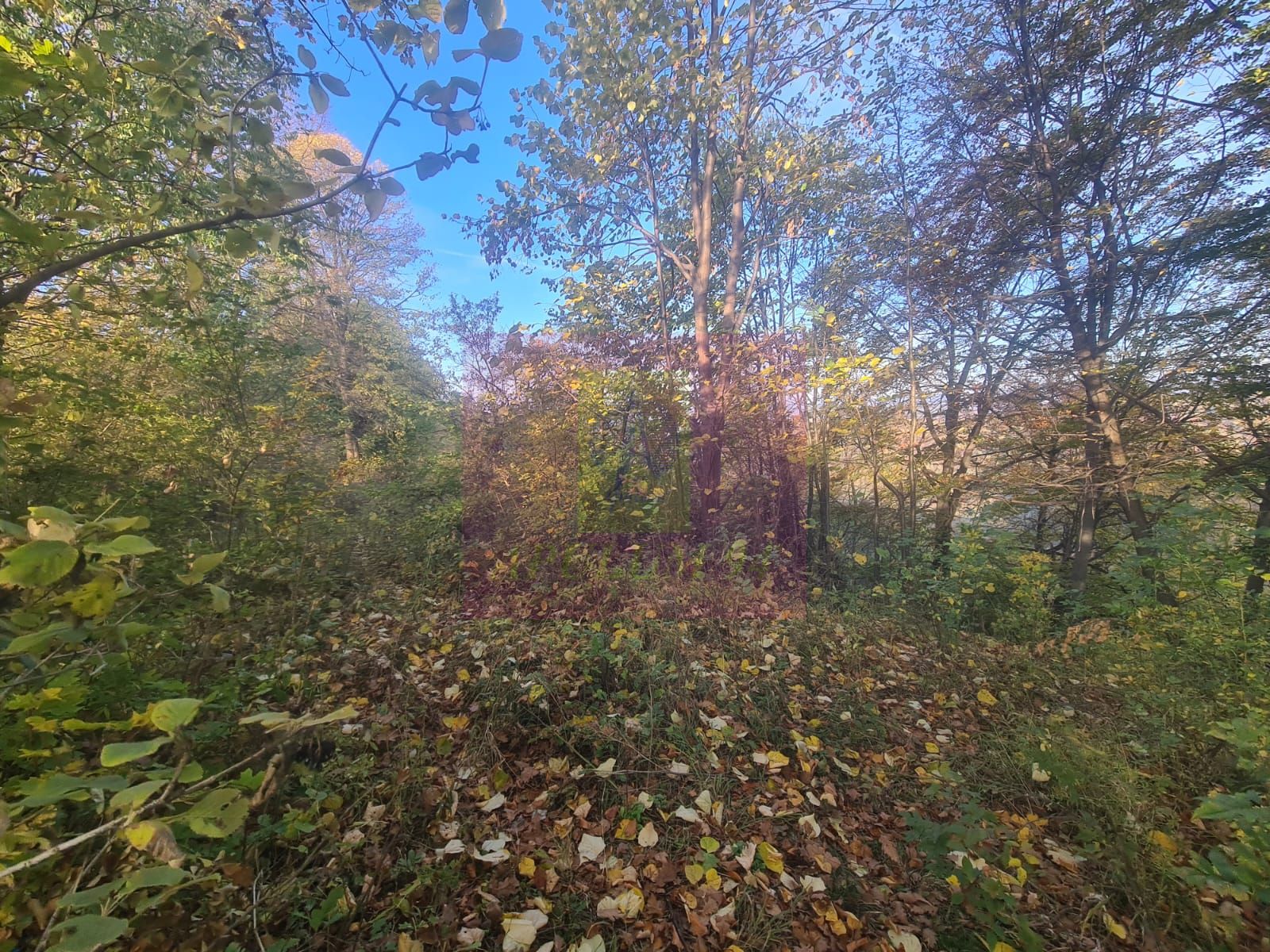 Teren intravilan de vanzare in Telega — fotografia 6