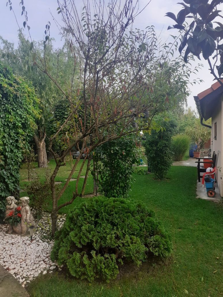 BRASADAS vinde casa cu 6 camere si teren 1200mp în Amati. — fotografia 6