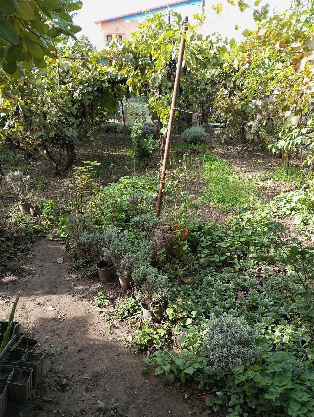 Casă și teren zonă ultracentrală,560 000 euro — fotografia 4