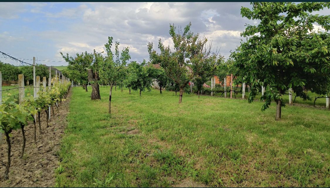Casa de vanzare in Sacaseni, langa baile termale Tasnad — fotografia 4
