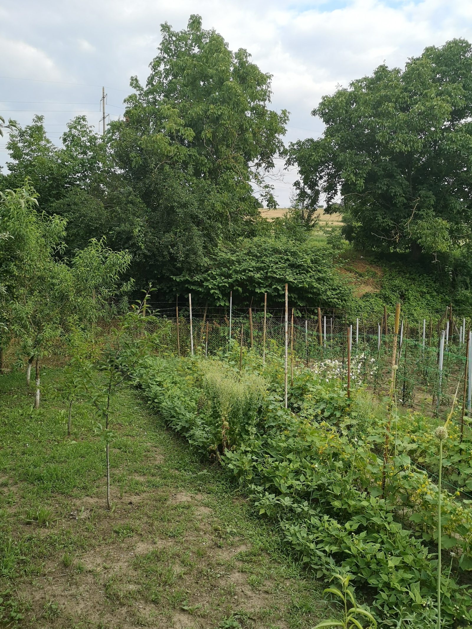 Două case în aceeași curte — 228 mp utili, 1.000 mp teren, Calea Sighișoarei — fotografia 40