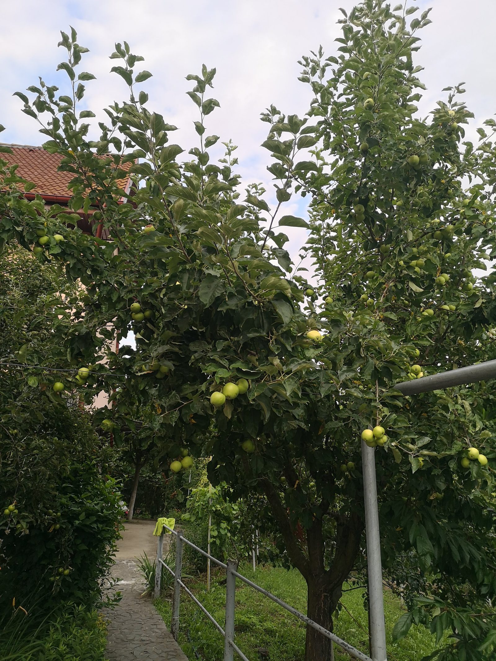 Două case în aceeași curte — 228 mp utili, 1.000 mp teren, Calea Sighișoarei — fotografia 53