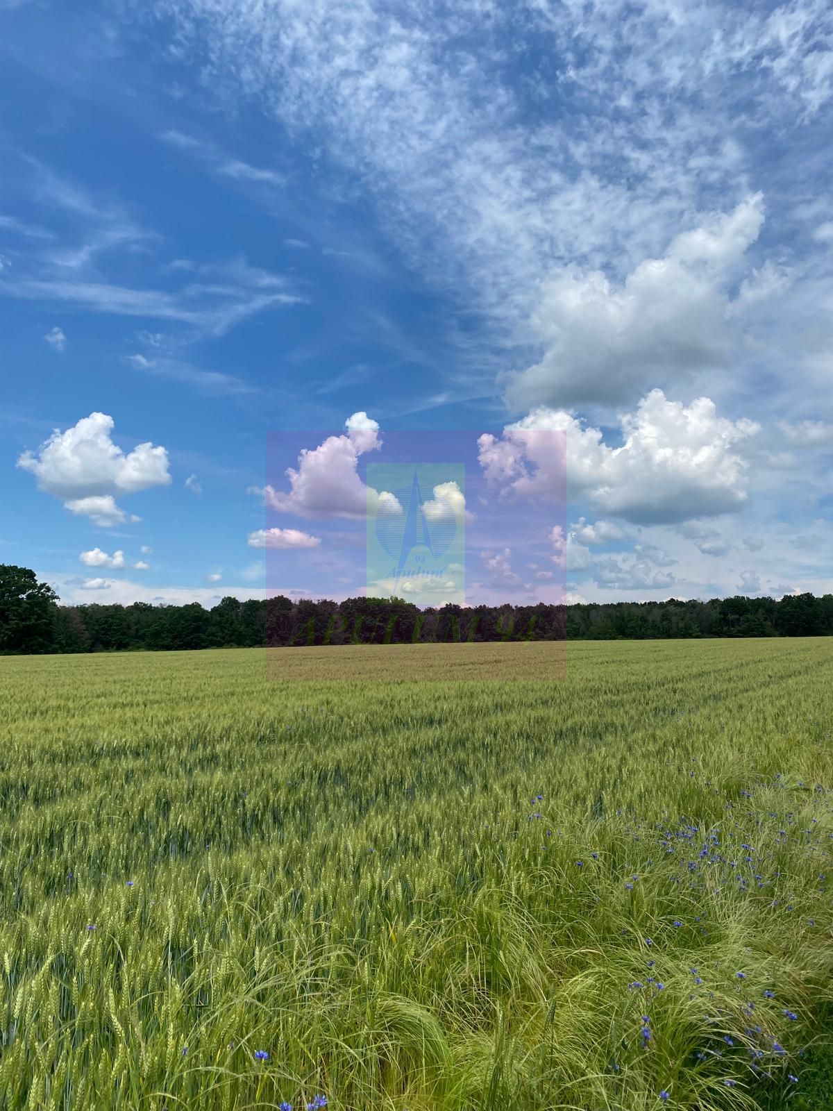 Teren 6,26 ha lângă DEx12 Pitești — fotografia 3
